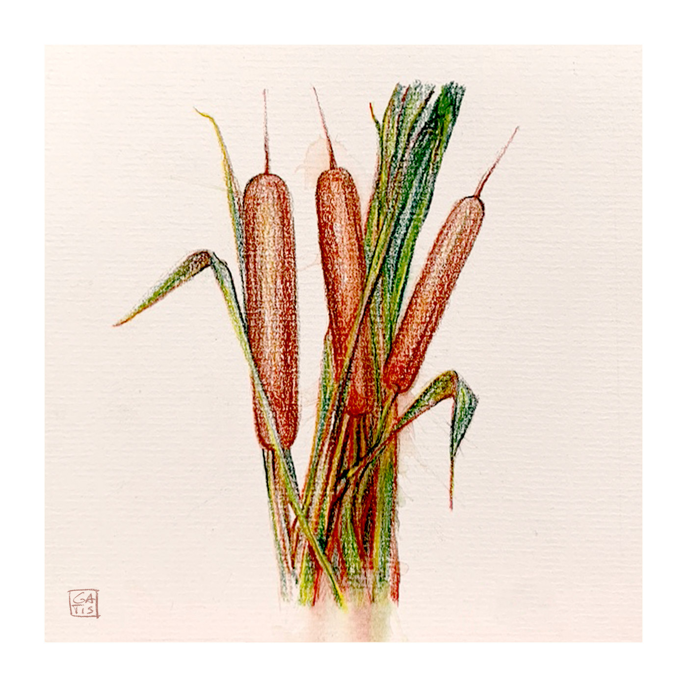 Cattail, drawing, Gatis Cirulis, art, pencil, sketch, botanical drawing