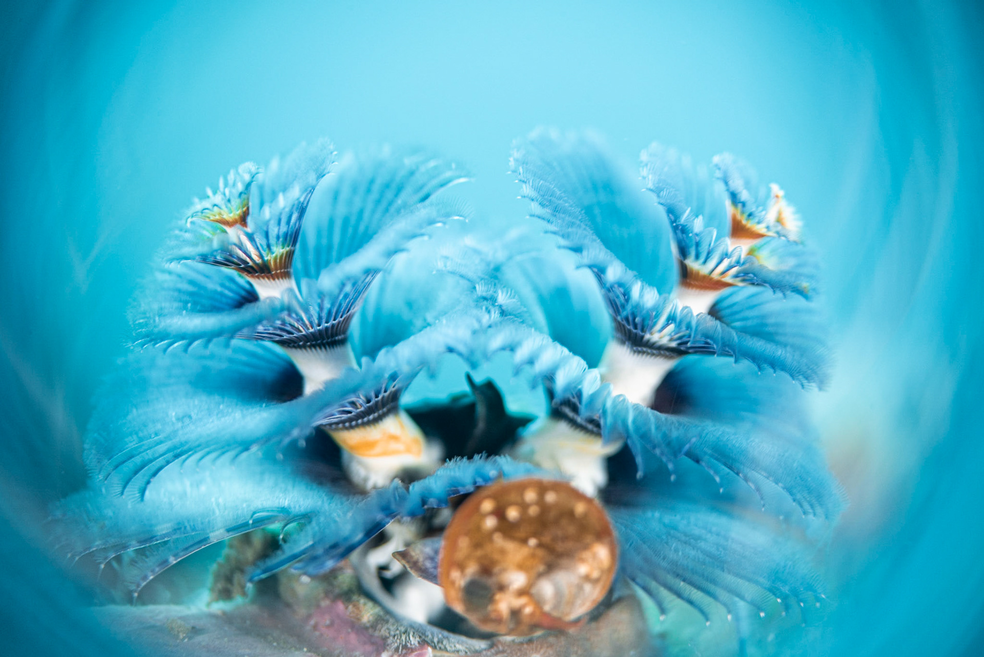 C H R I S T M A S T R E E