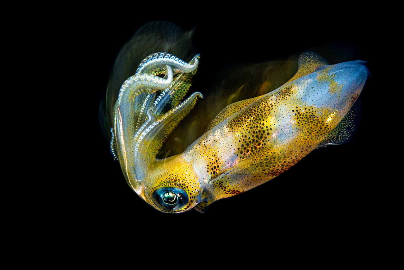 S Q U I D - I N - M O T I O N