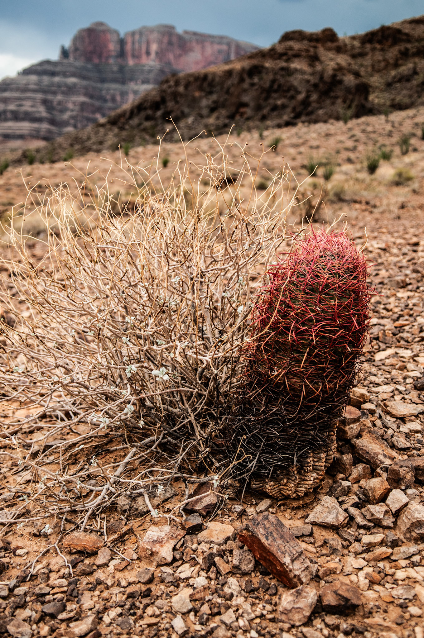 Grand Canyon vegetation