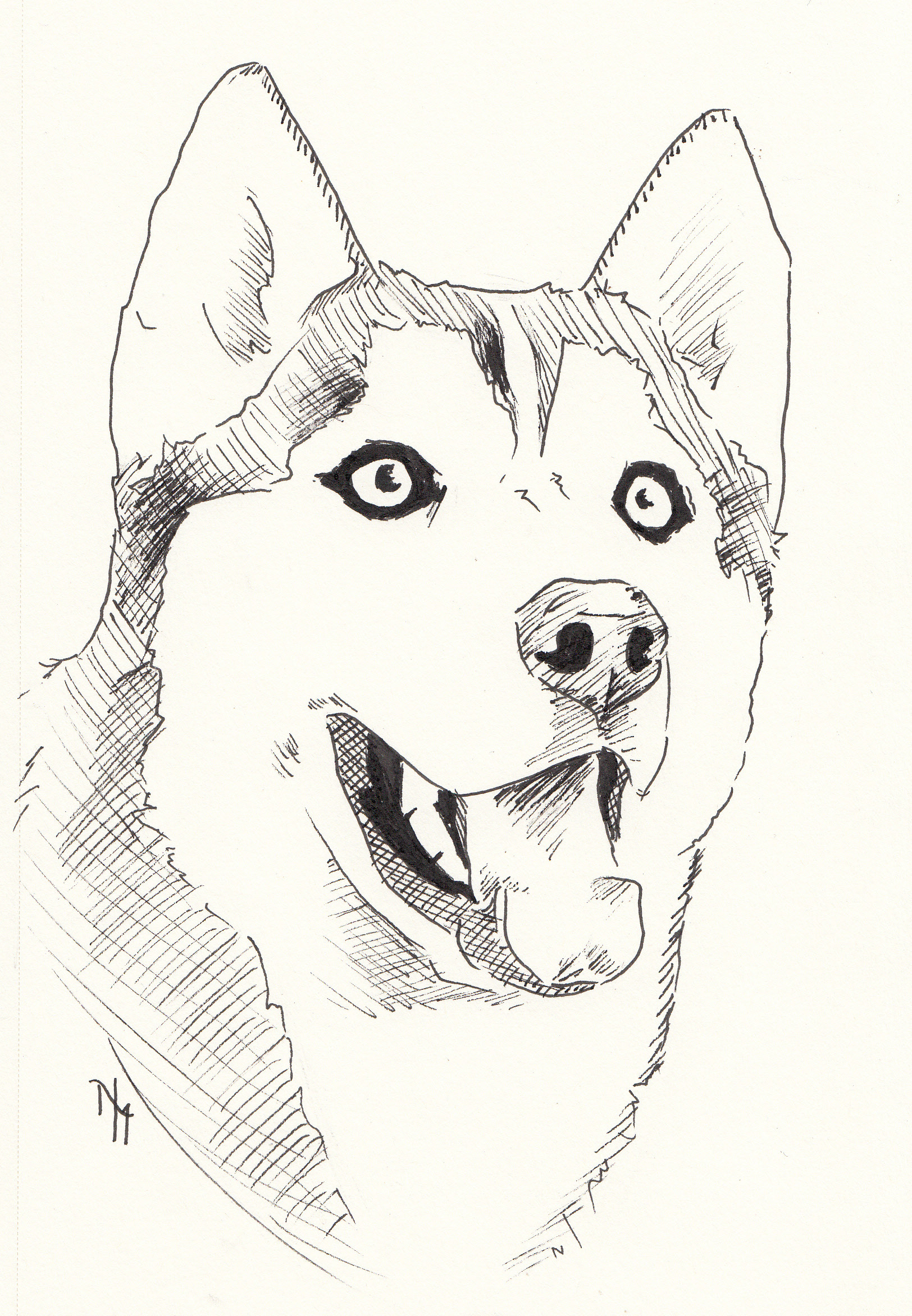 Husky - Inktober - Ink on paper