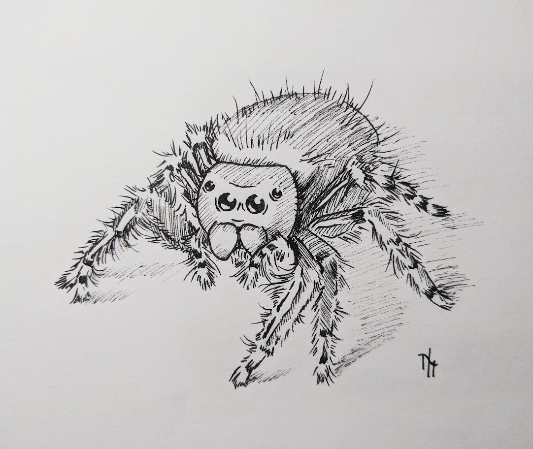 Jumping Spider - Ink on paper