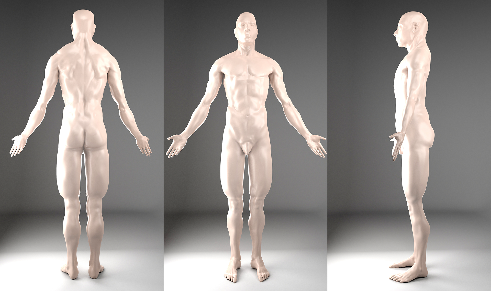 Muscular Male