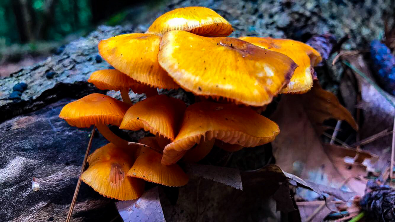 Mushrooms-Sold in Gallery