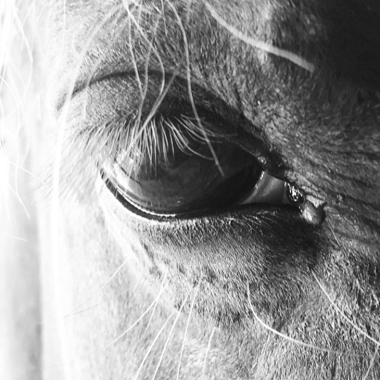 Horse Eye- Sold in Gallery
