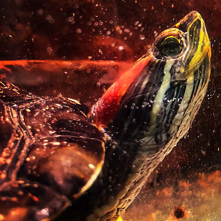 Turtle- Sold in Gallery