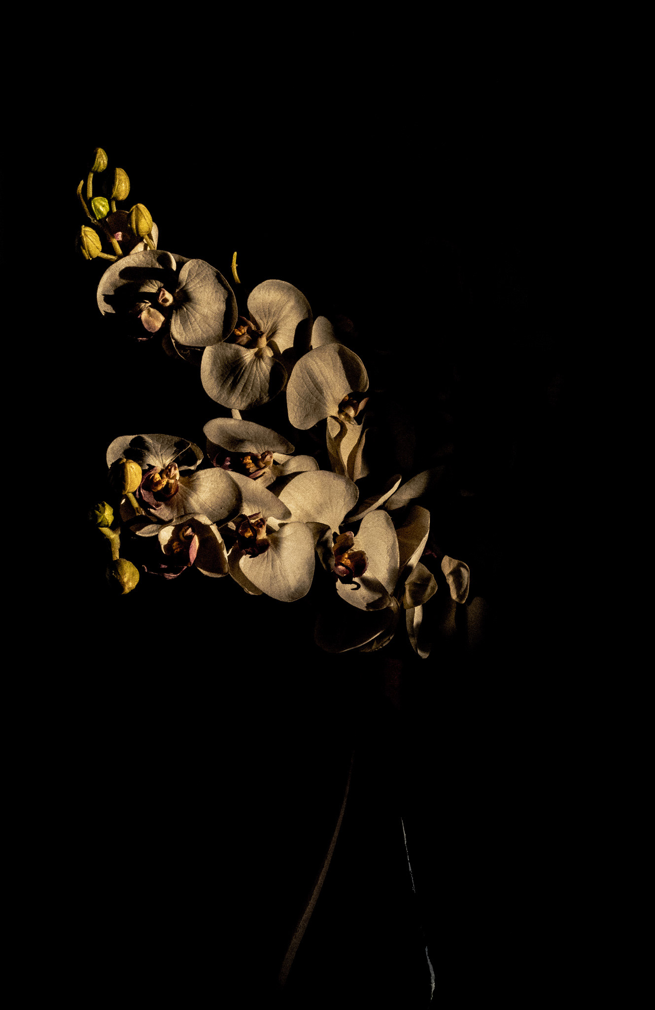 Floral chiaroscuro study