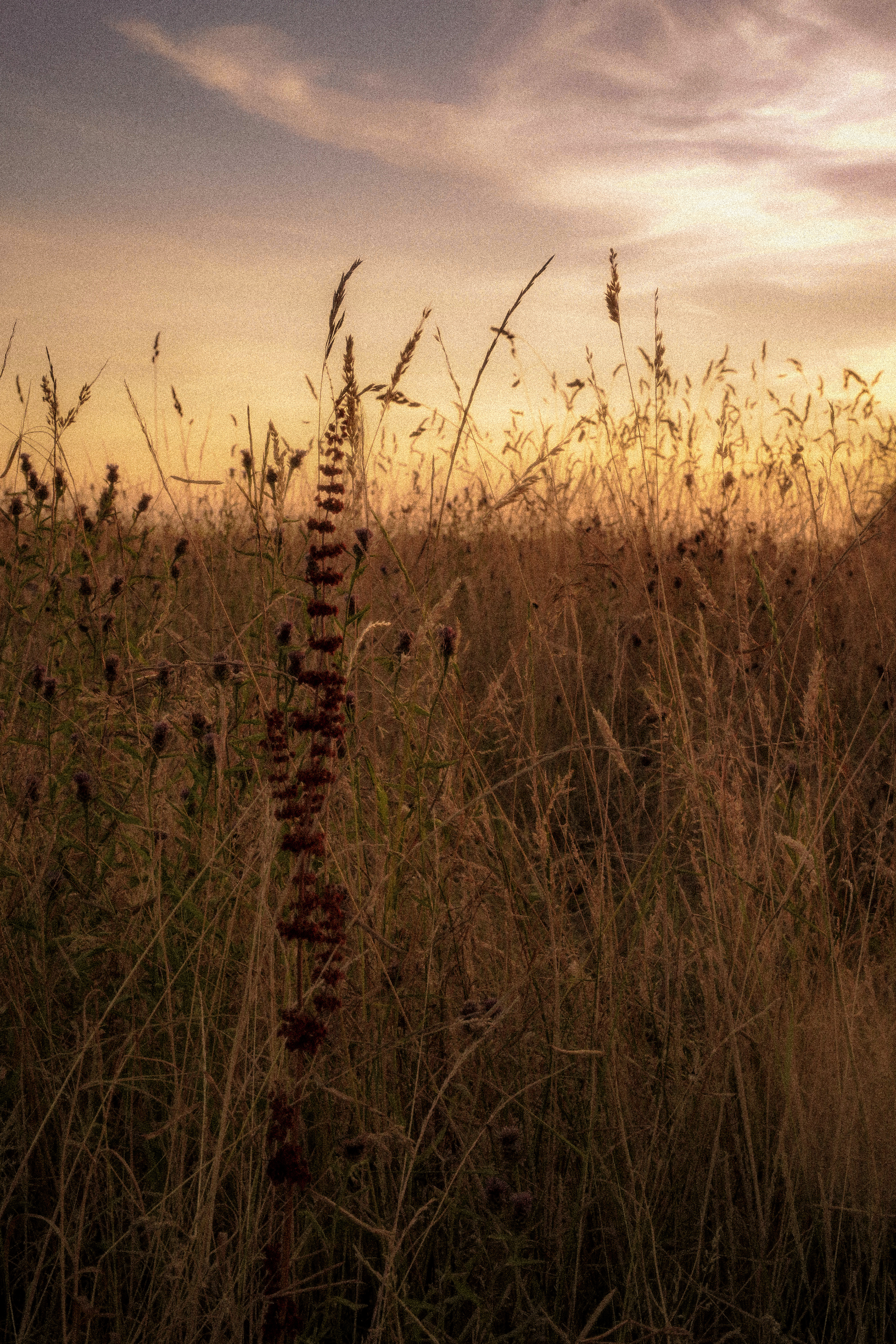 Late summer 1