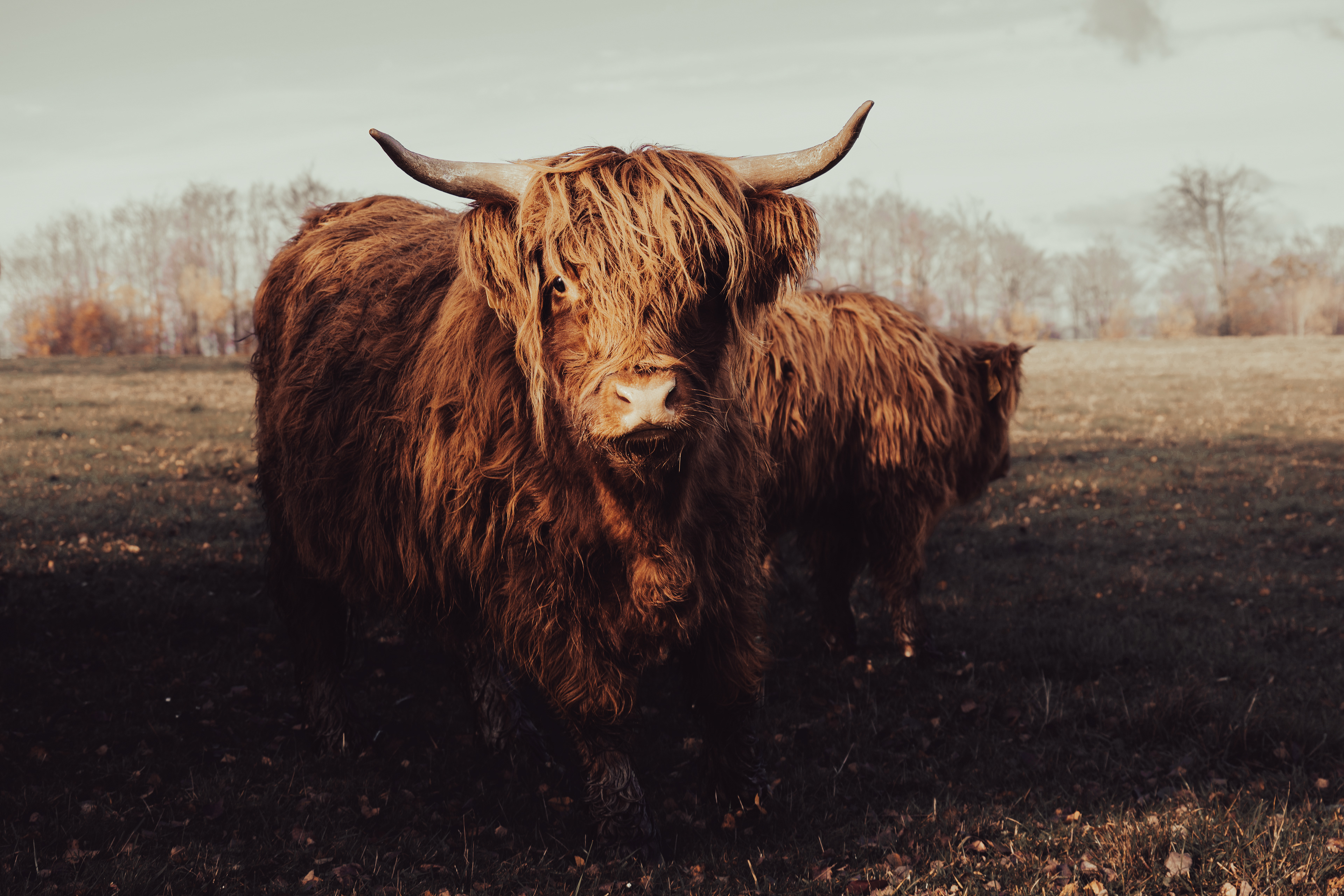 Highland cattle (skotský náhorní skot) - Mutkov