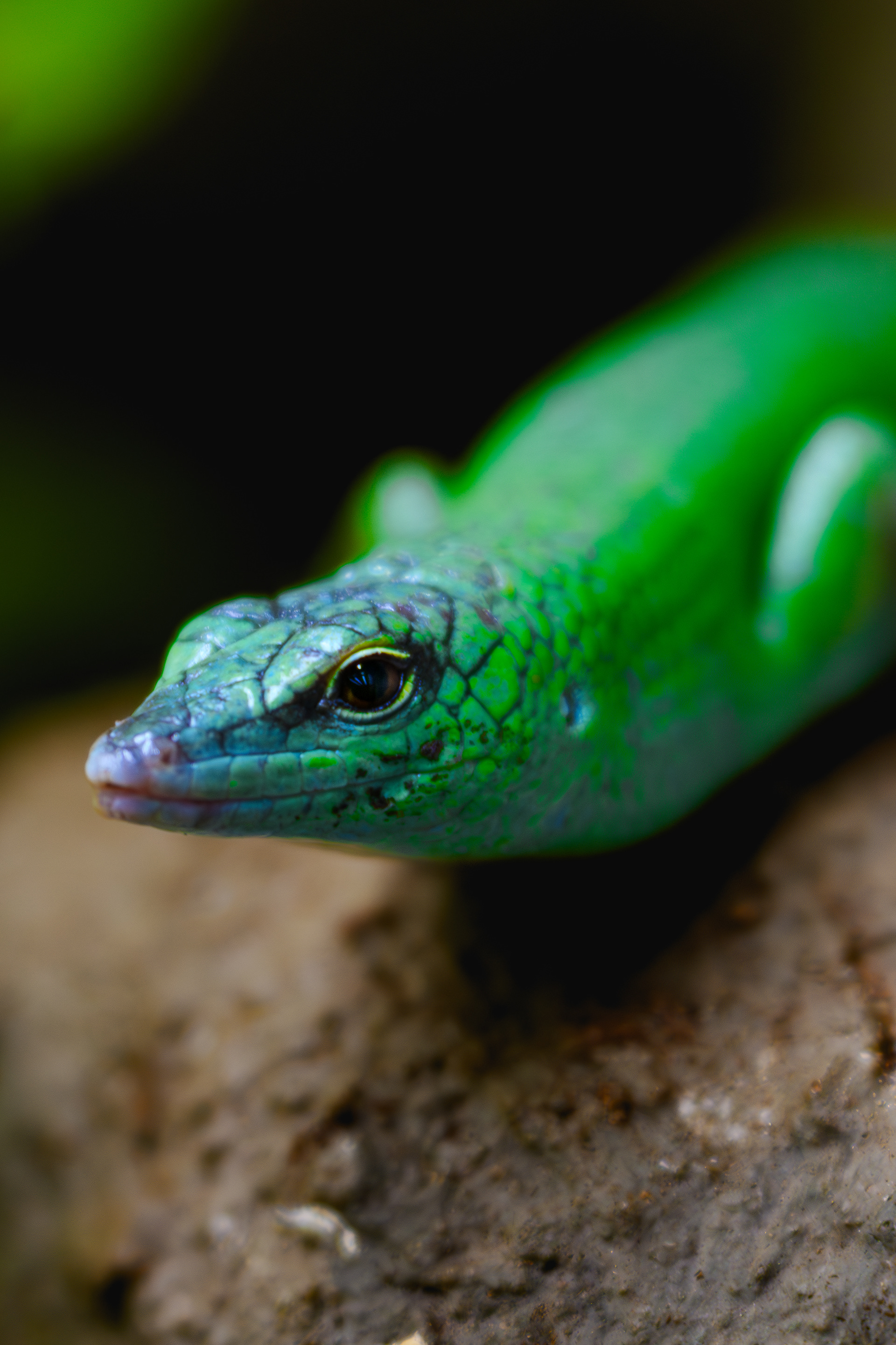 Scink smaragdový - Zoo Olomouc