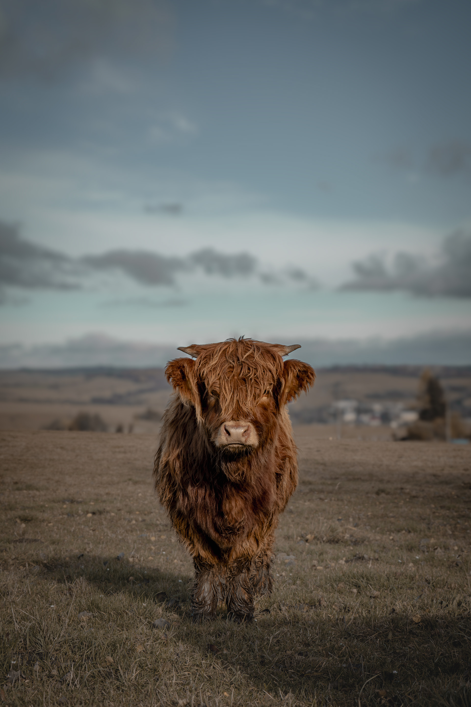Highland cattle (skotský náhorní skot) - Mutkov