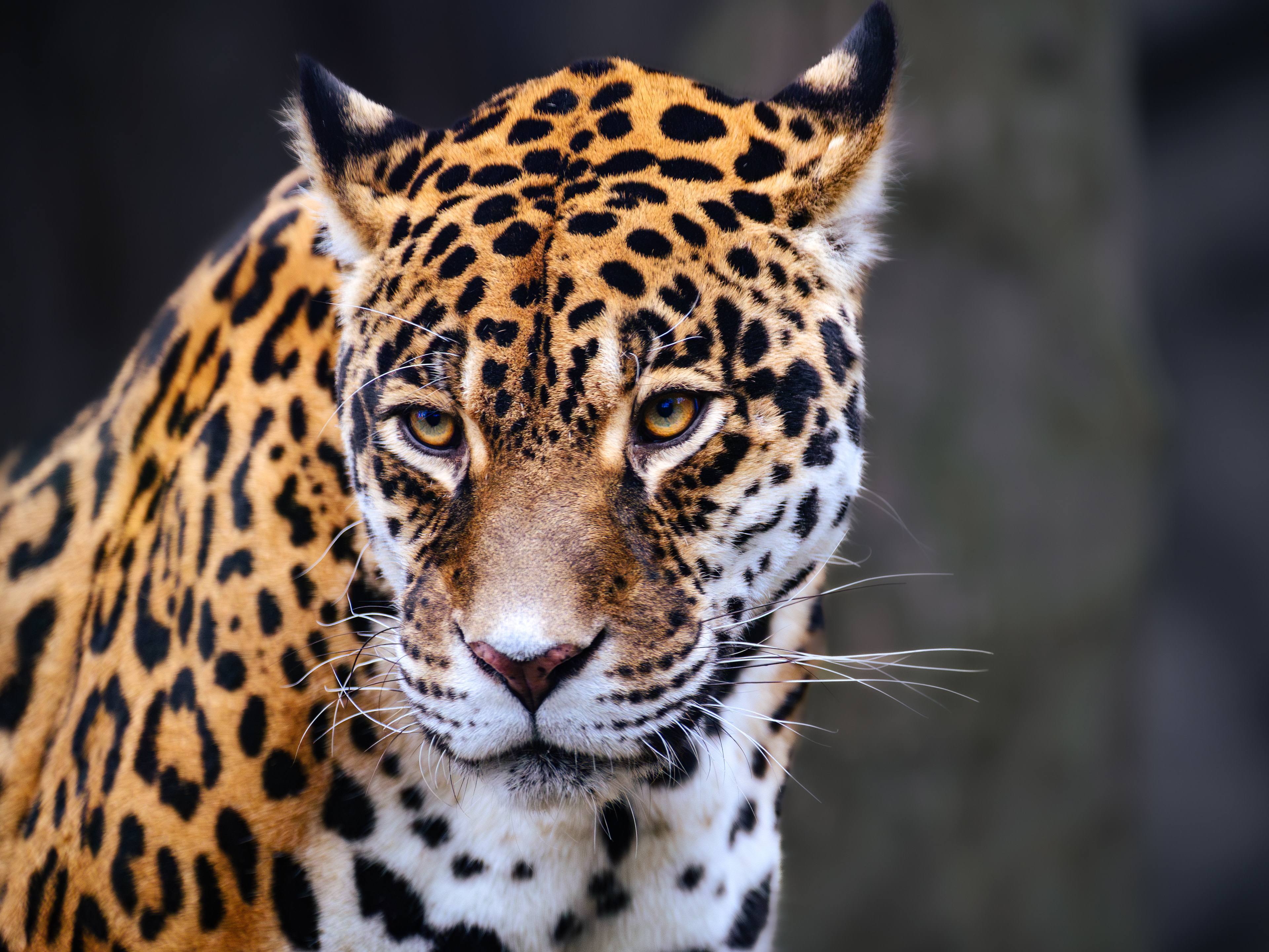 Jaguár americký - Zoo Olomouc