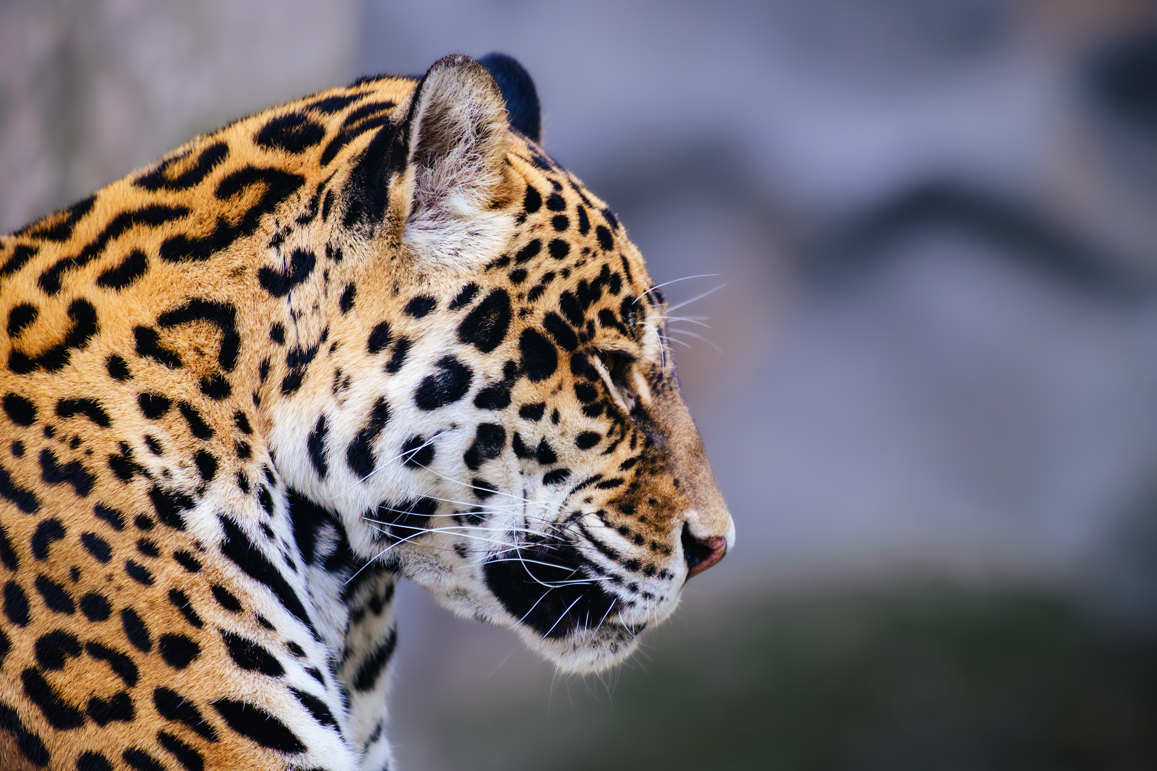 Jaguár americký - Zoo Olomouc