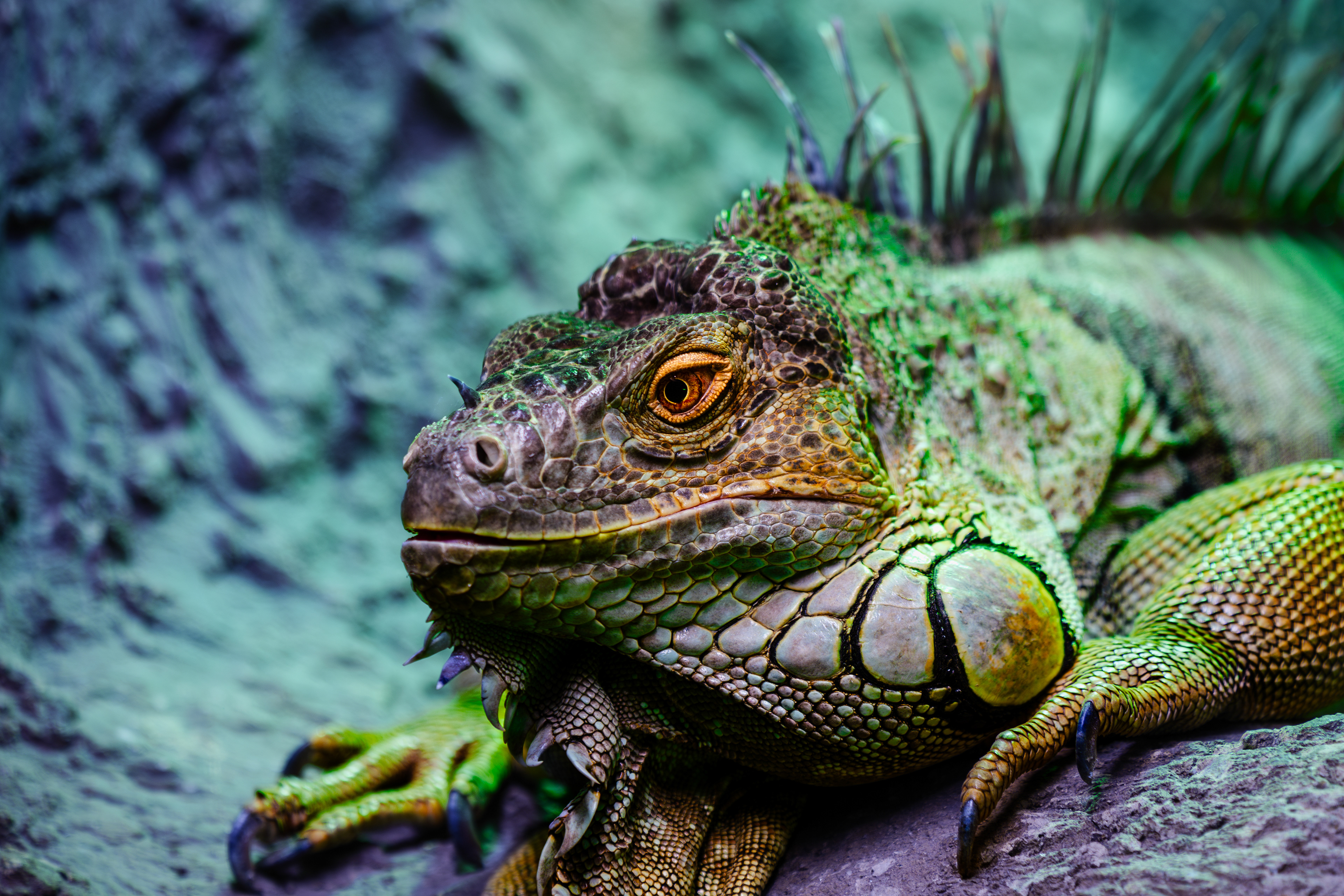 Leguán zelený - Zoo Olomouc