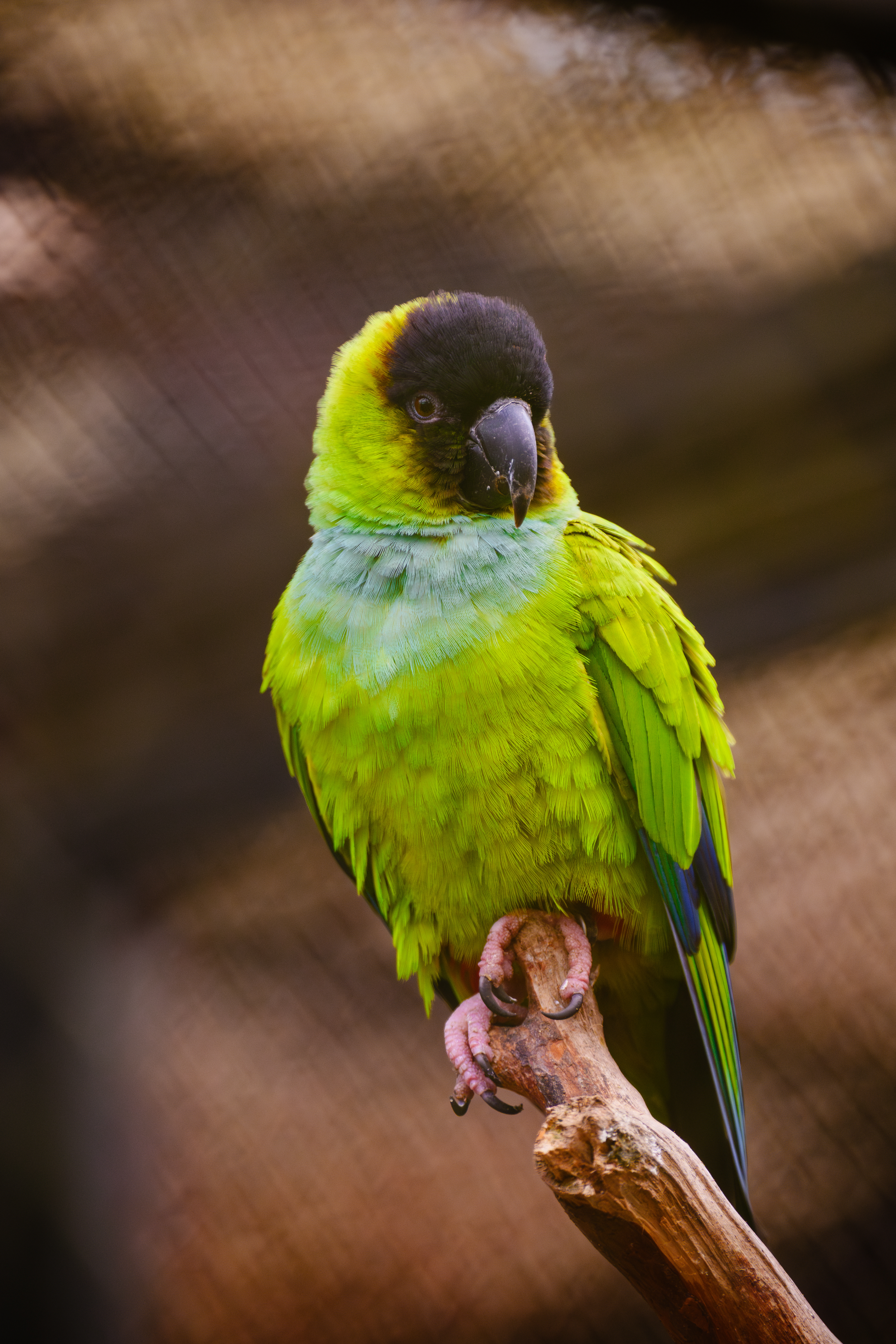 Aratinga černohlavý - Zoo Olomouc