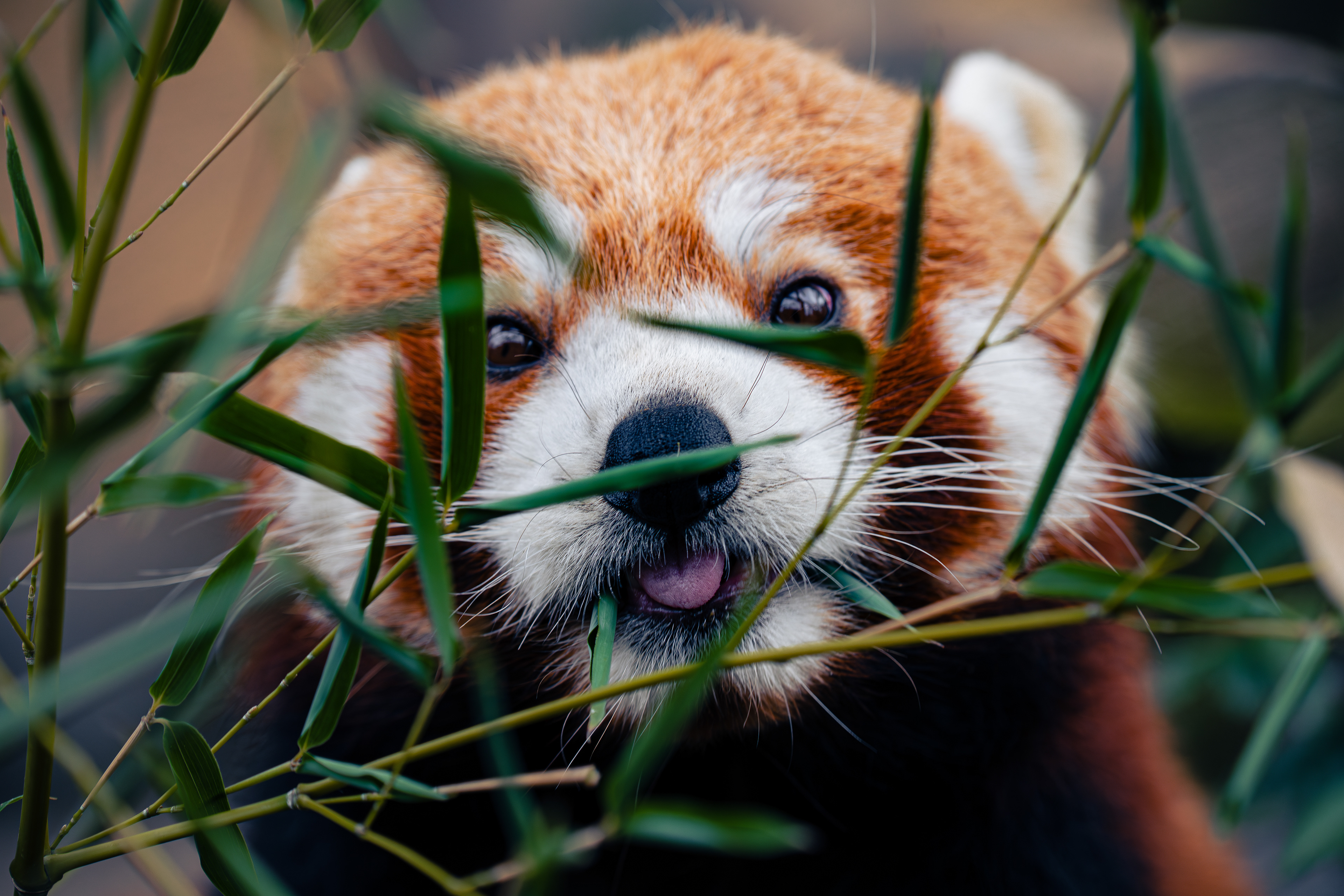 Panda červená - Zoo Olomouc