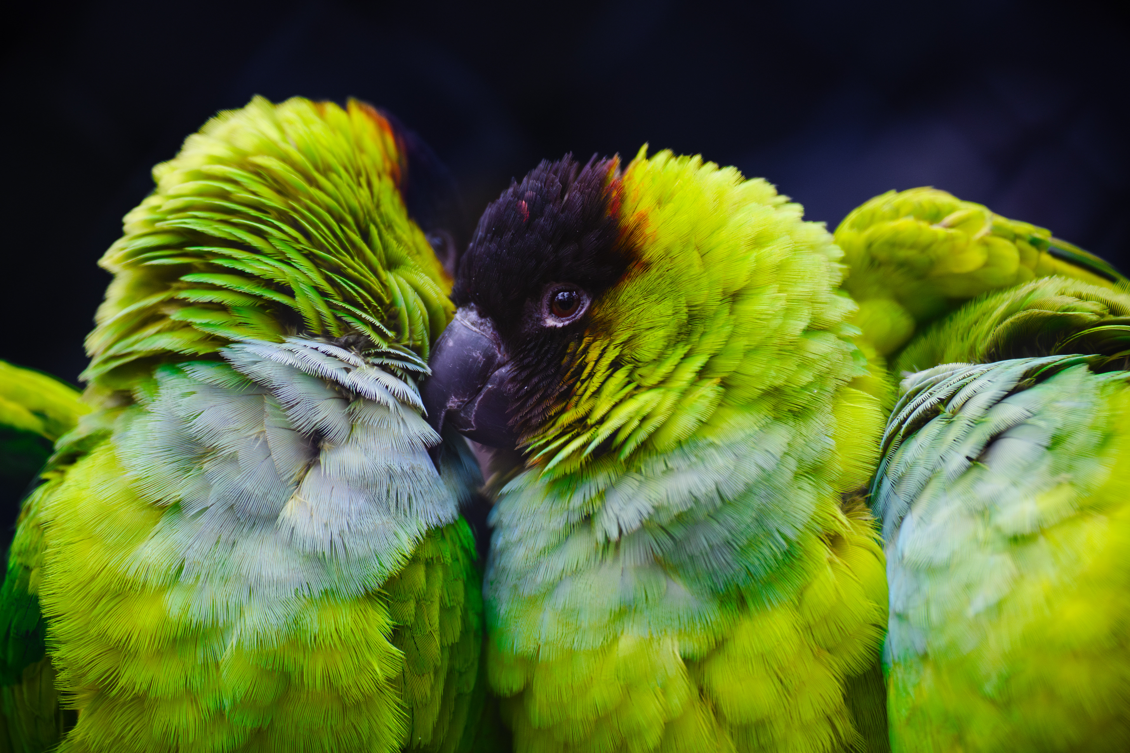 Aratinga černohlavý - Zoo Olomouc