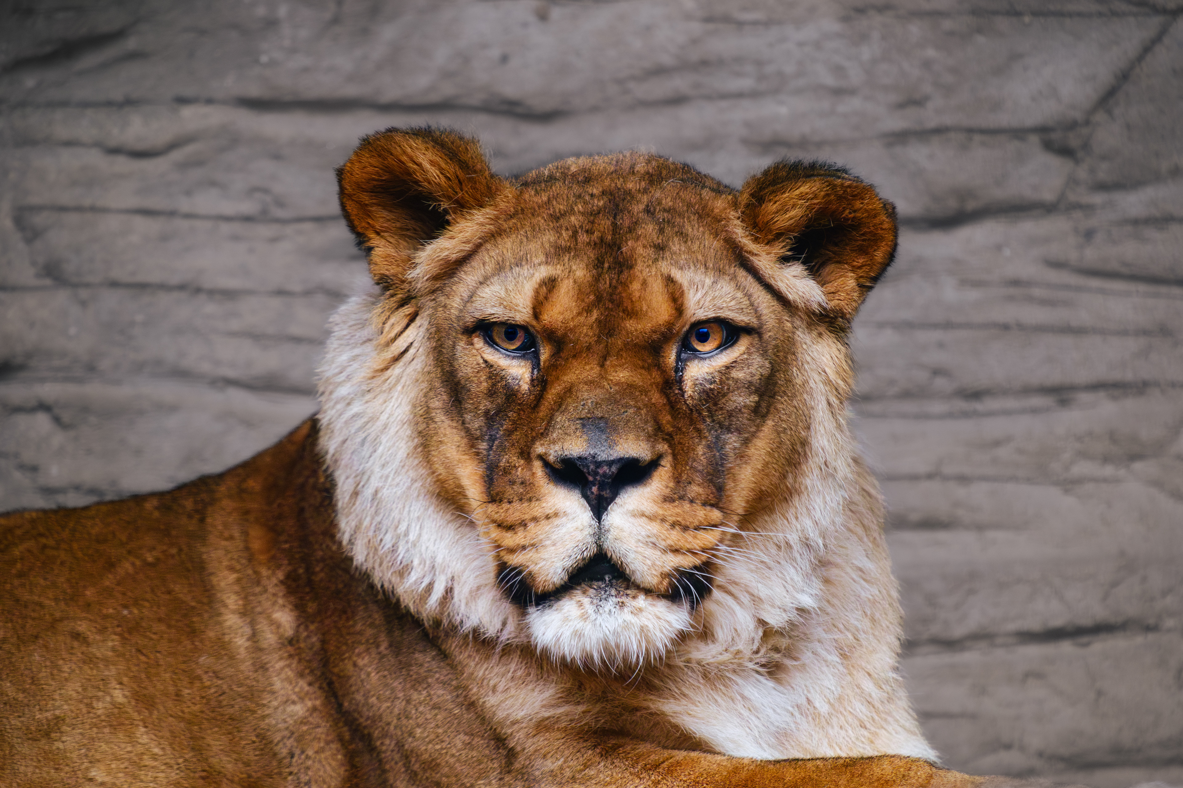 Lev berberský - Zoo Olomouc