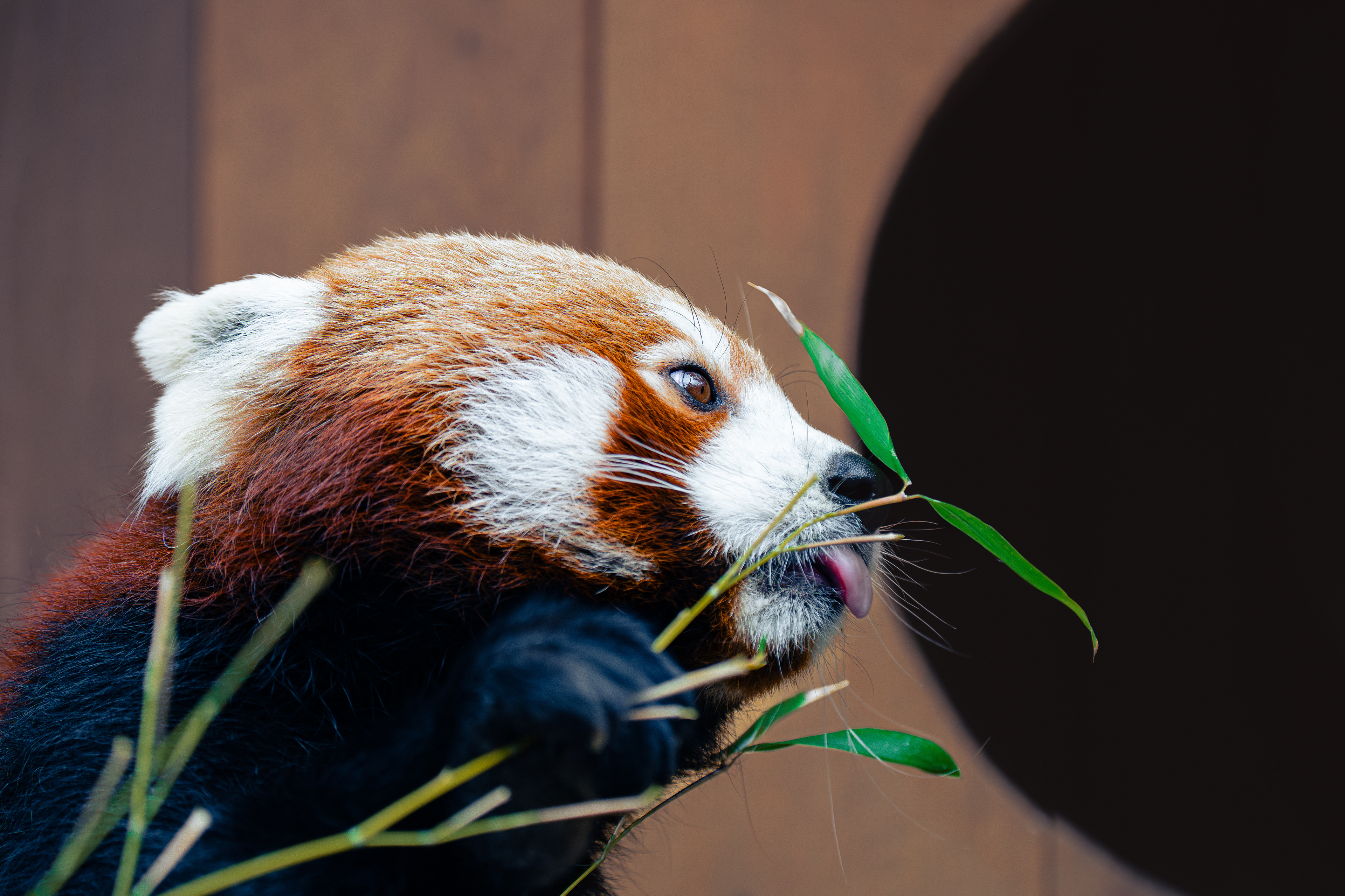 Panda červená - Zoo Olomouc