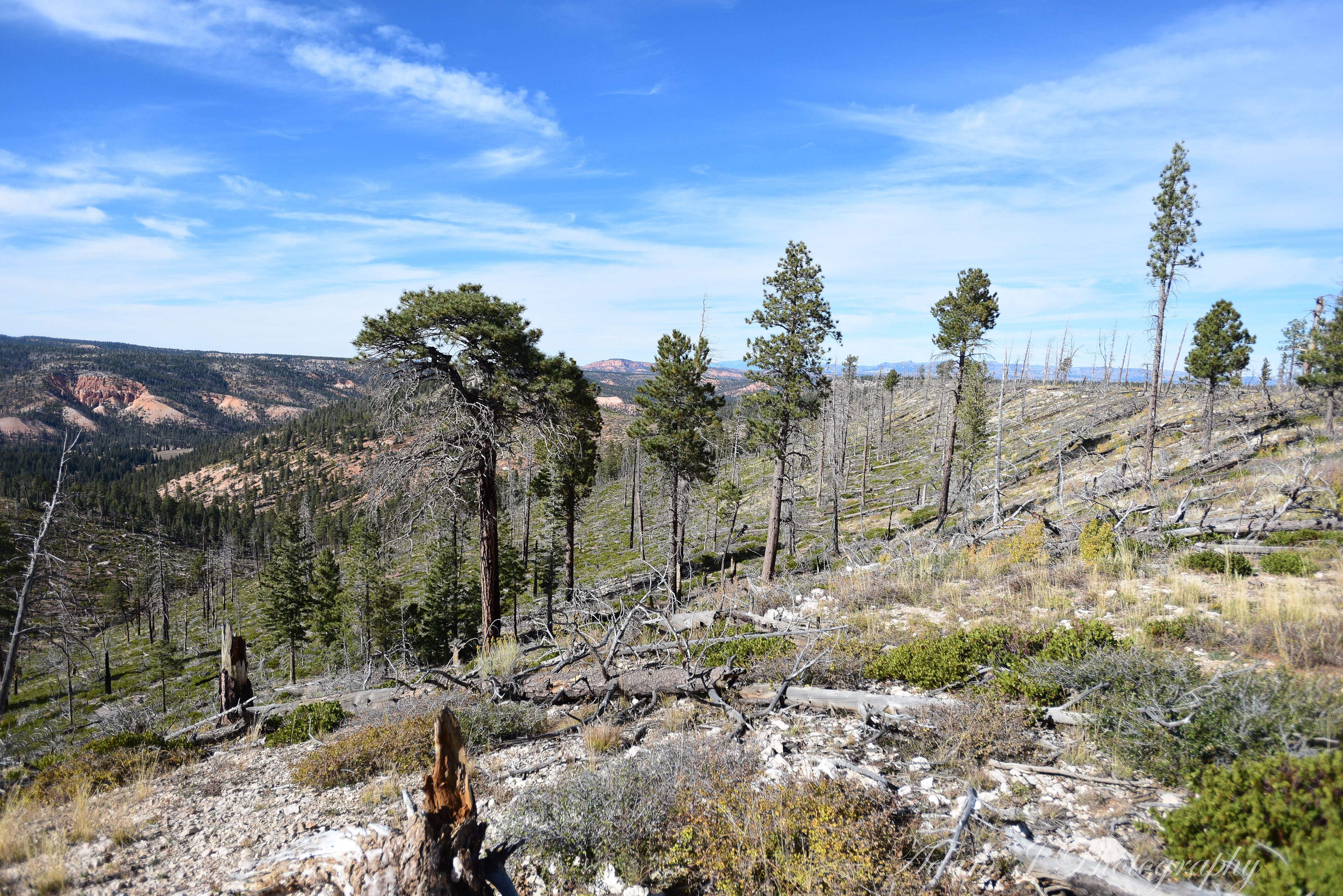 Whiteman Bench Picnic Area