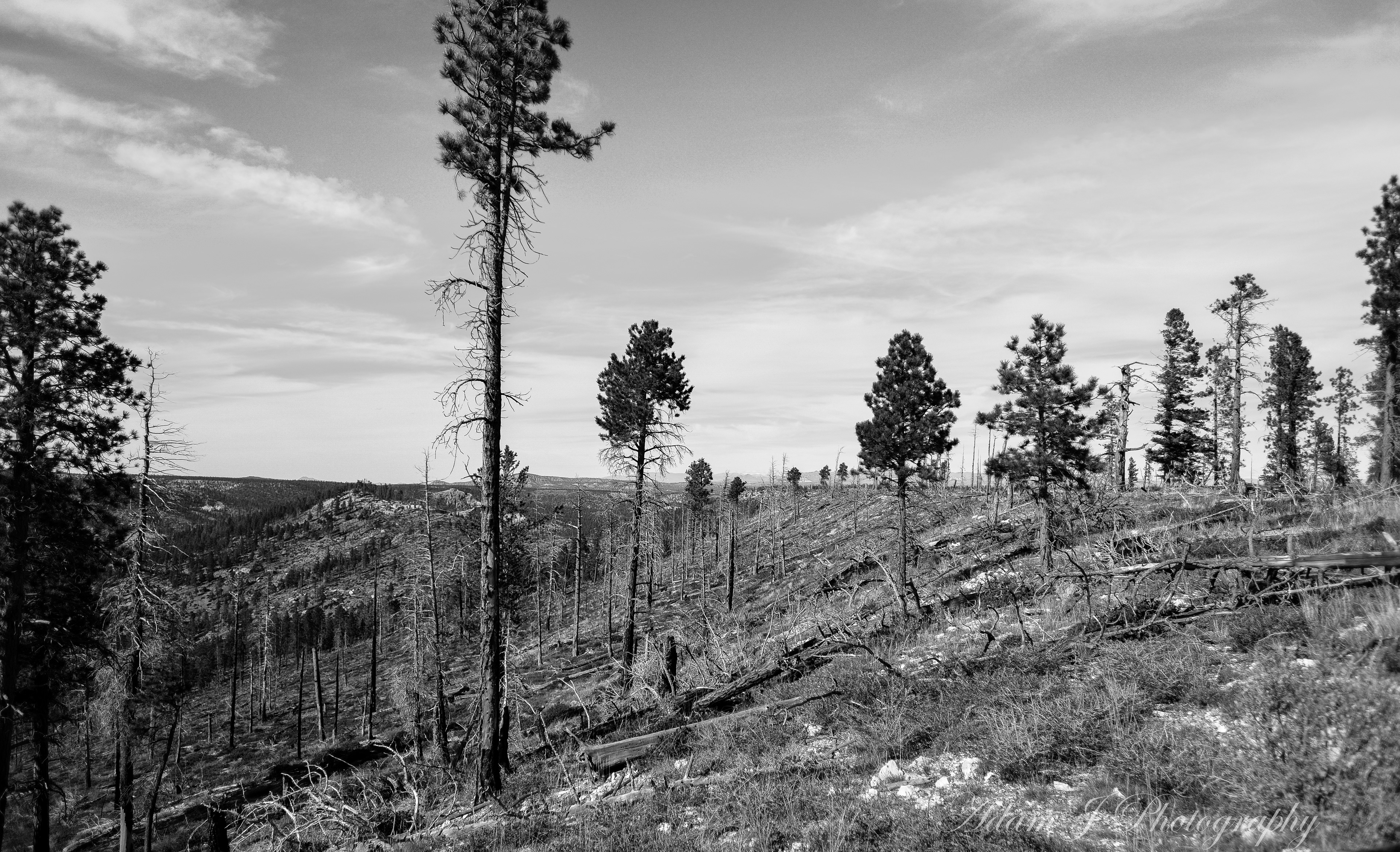 Whiteman Bench Picnic Area