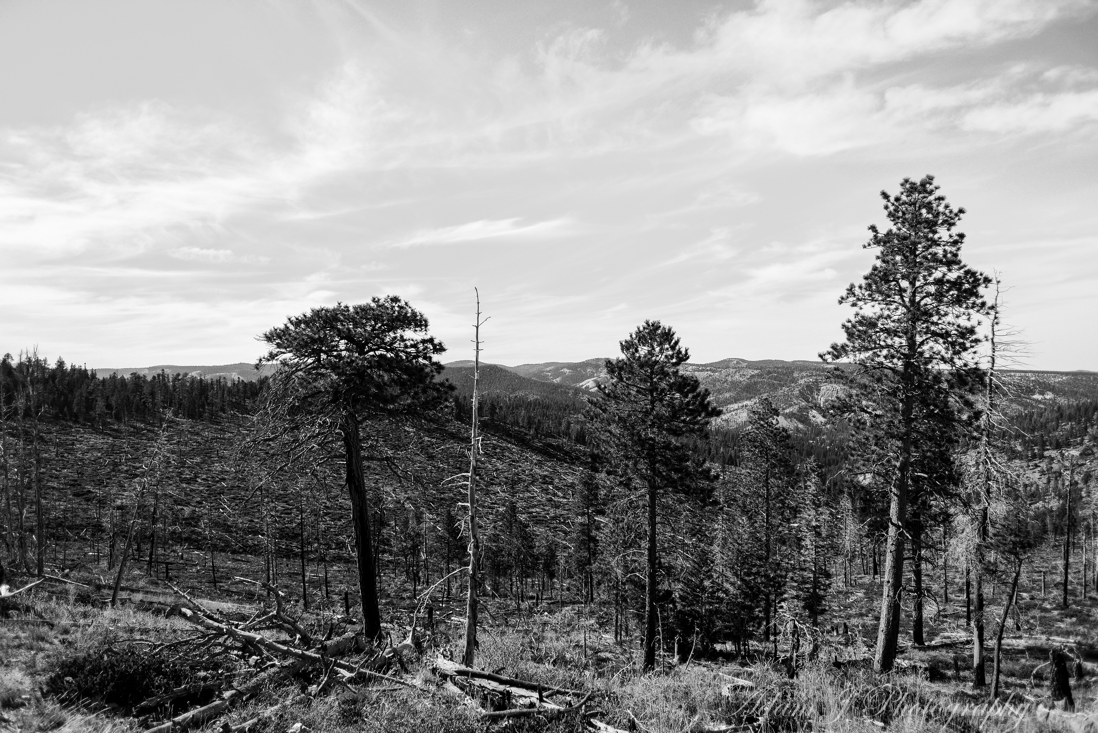 Whiteman Bench Picnic Area