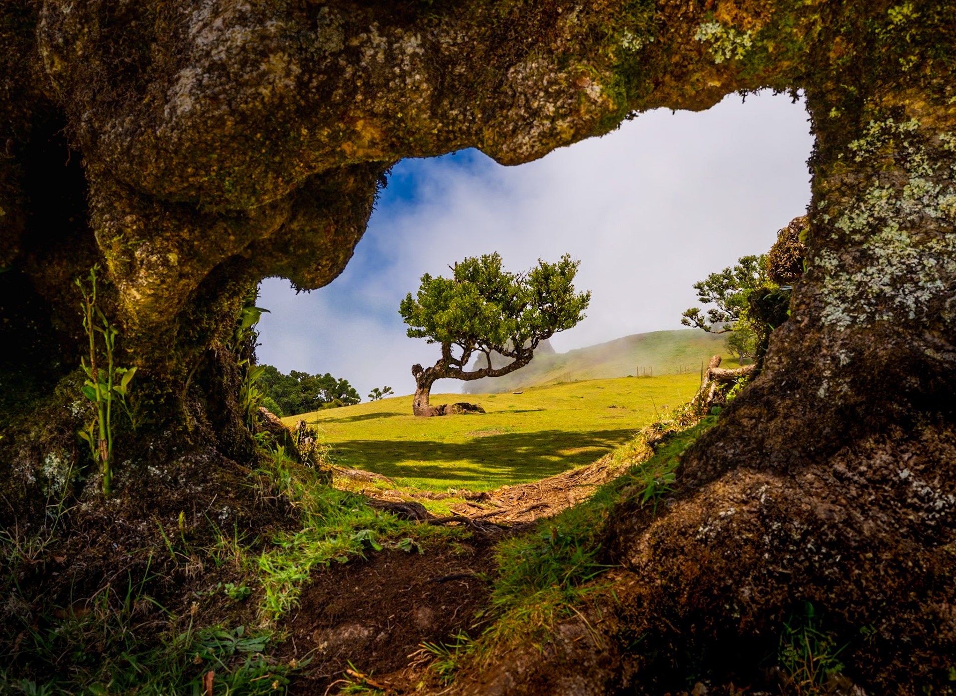 Framed Laurisilva