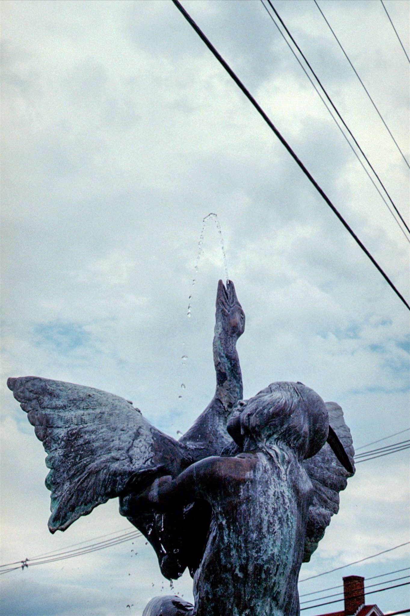 2024 - Shot on Canon AE-1 Program, Photograph by Livv Welch