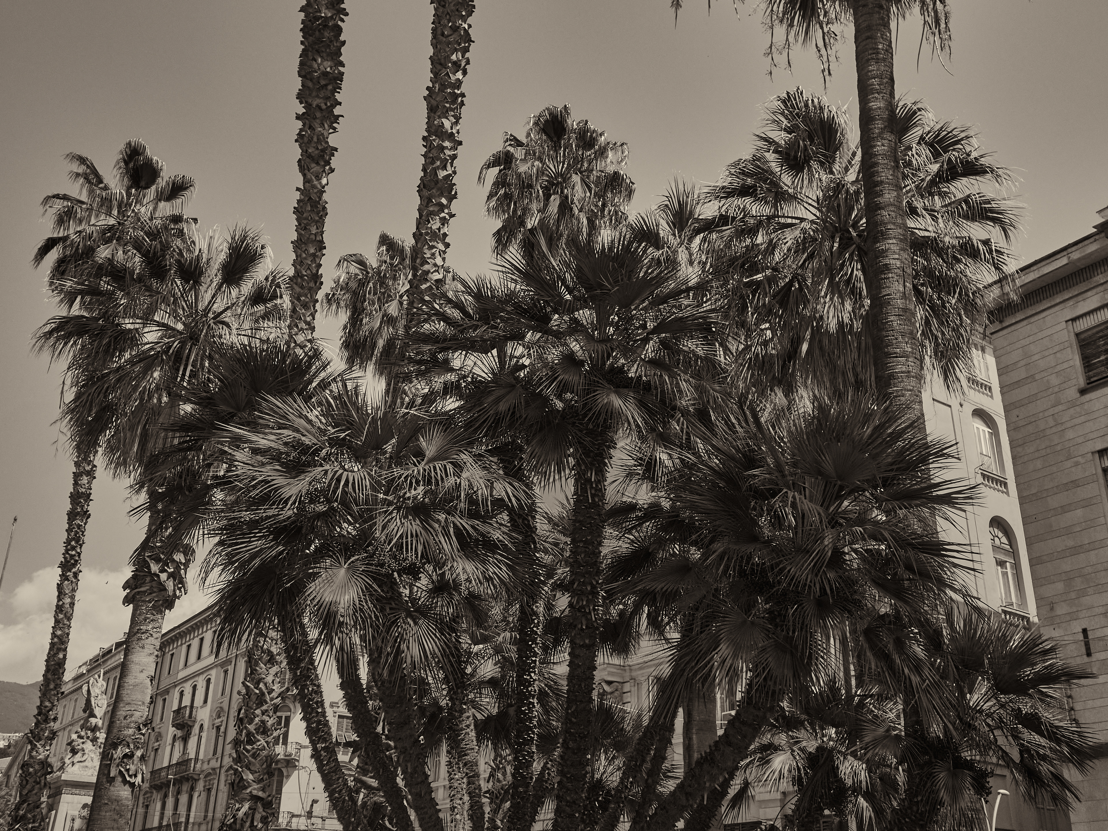 Palmtrees 1/10