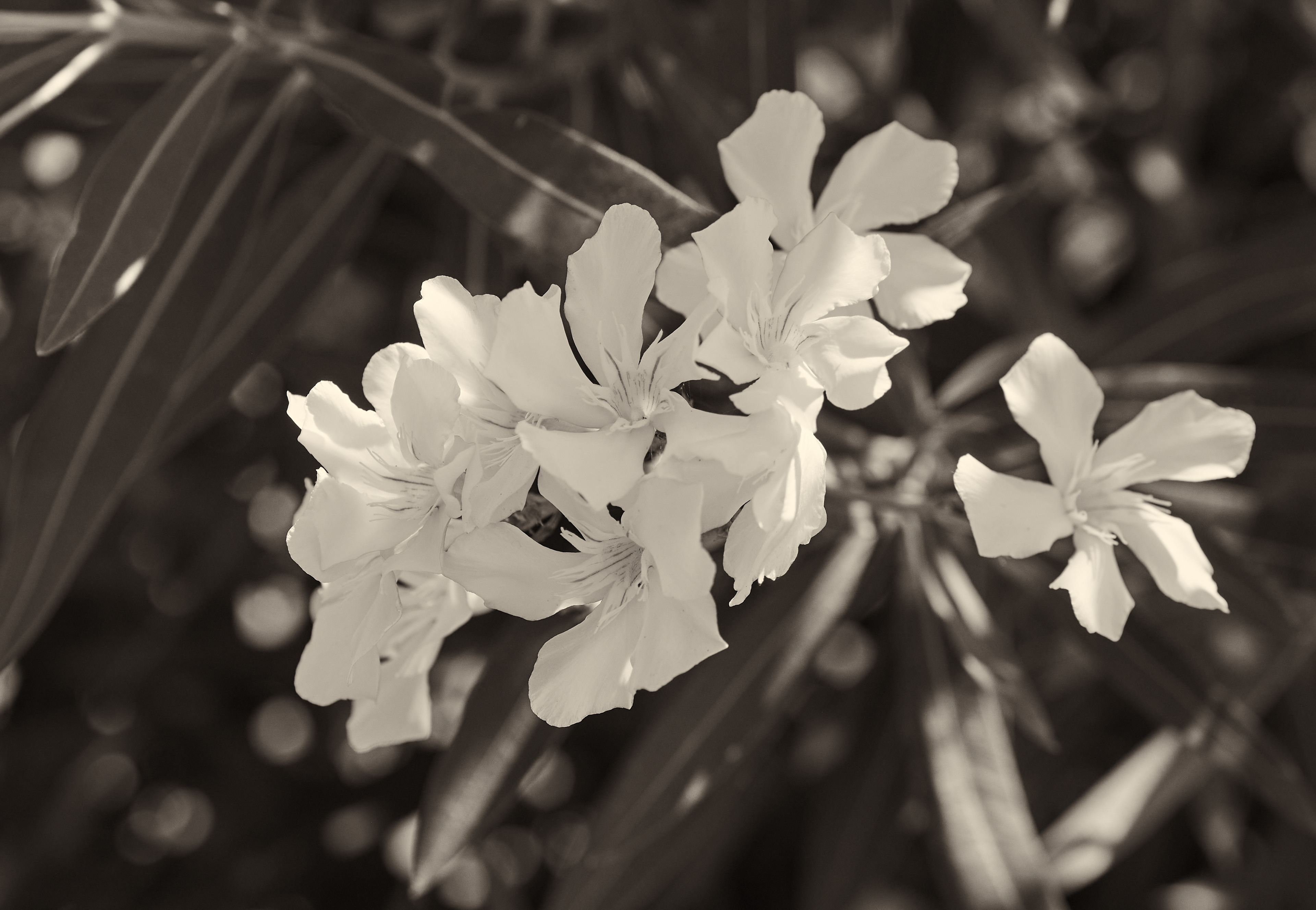 Oleanders 1/10