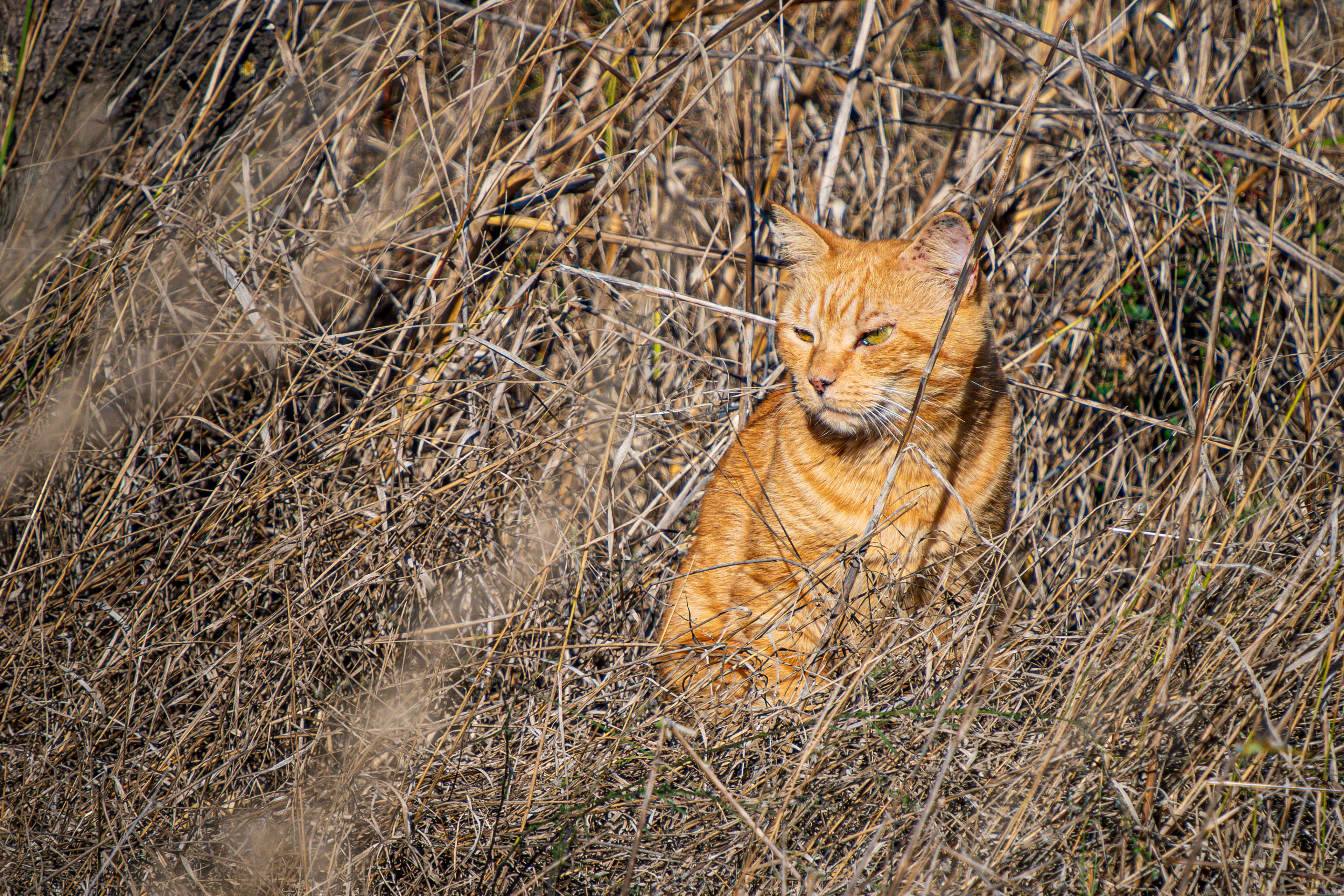 Rote Tigerkatze