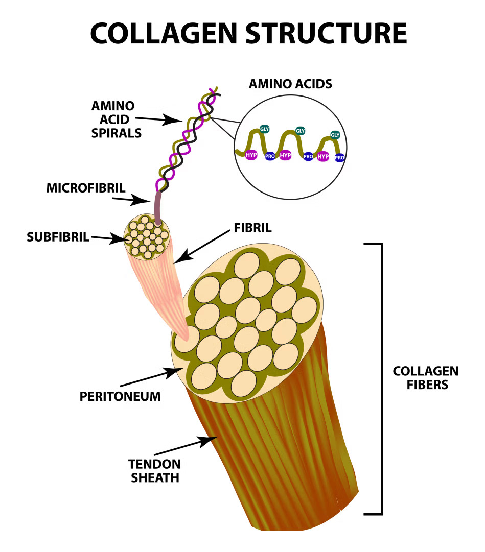 Collagen structure