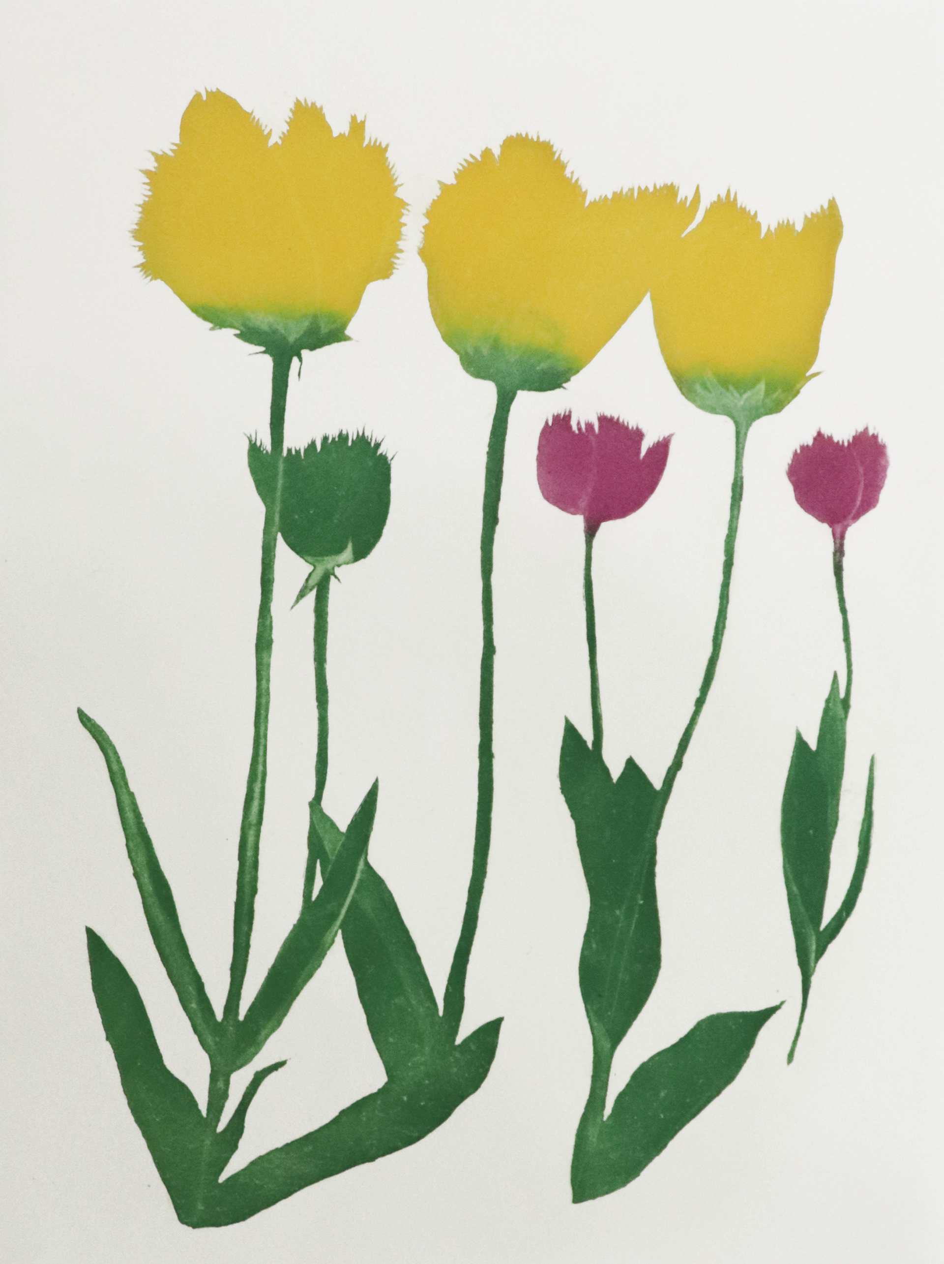her garden, 30x40cm, aquatint, 2019