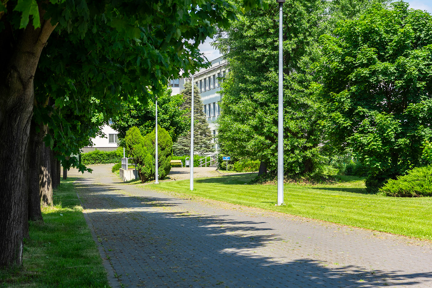 Fotomotiva SKwP aleja przez park w dzień ujęcie 1