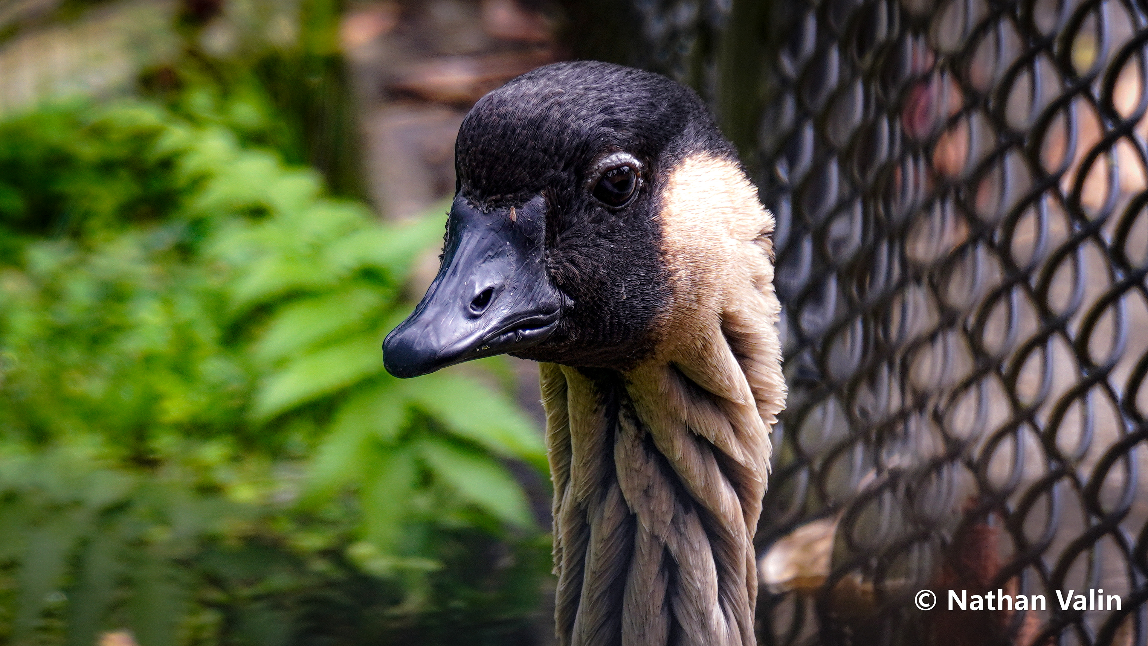 Nēnē Goose at Panaewa Rainforest Zoo and Gardens in Hilo, Hawaii