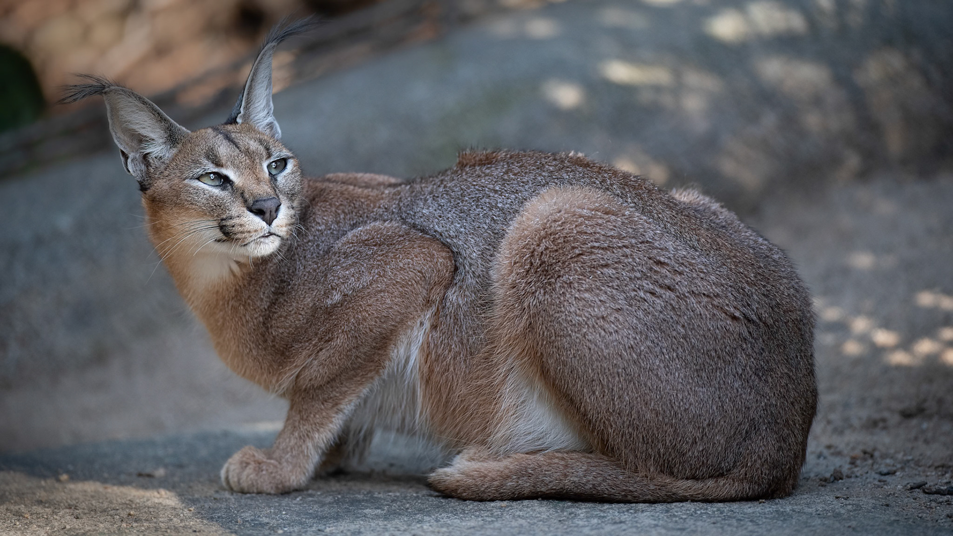 Female Caracal