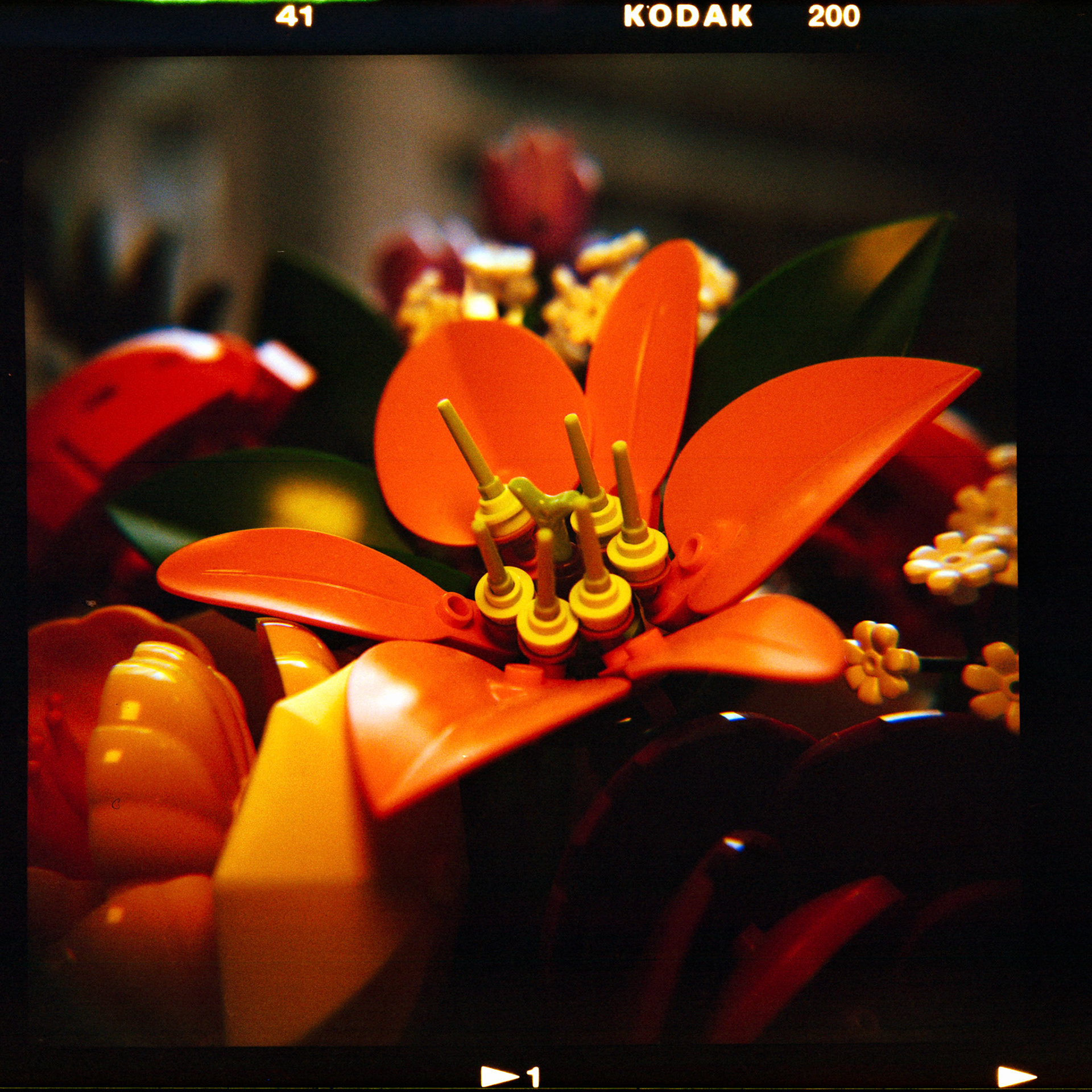 Holga  | Kodak Gold 200