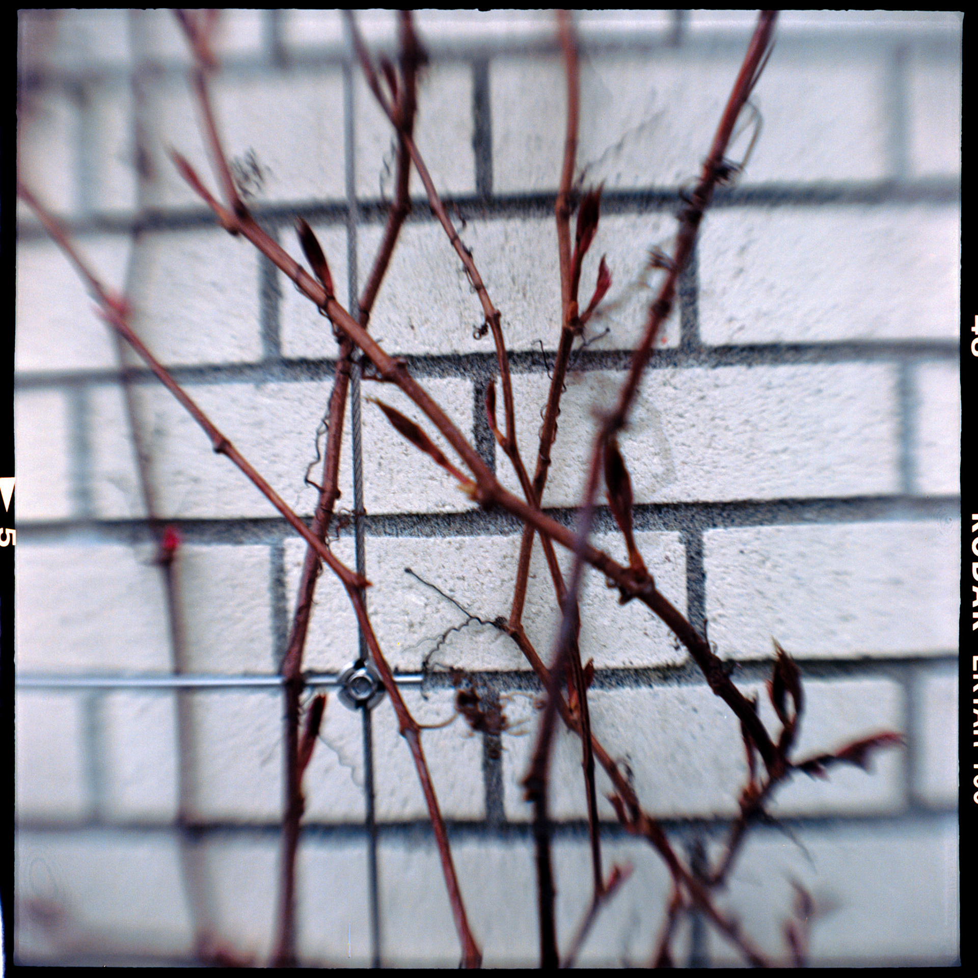 Kodak Brownie | Ektar 100