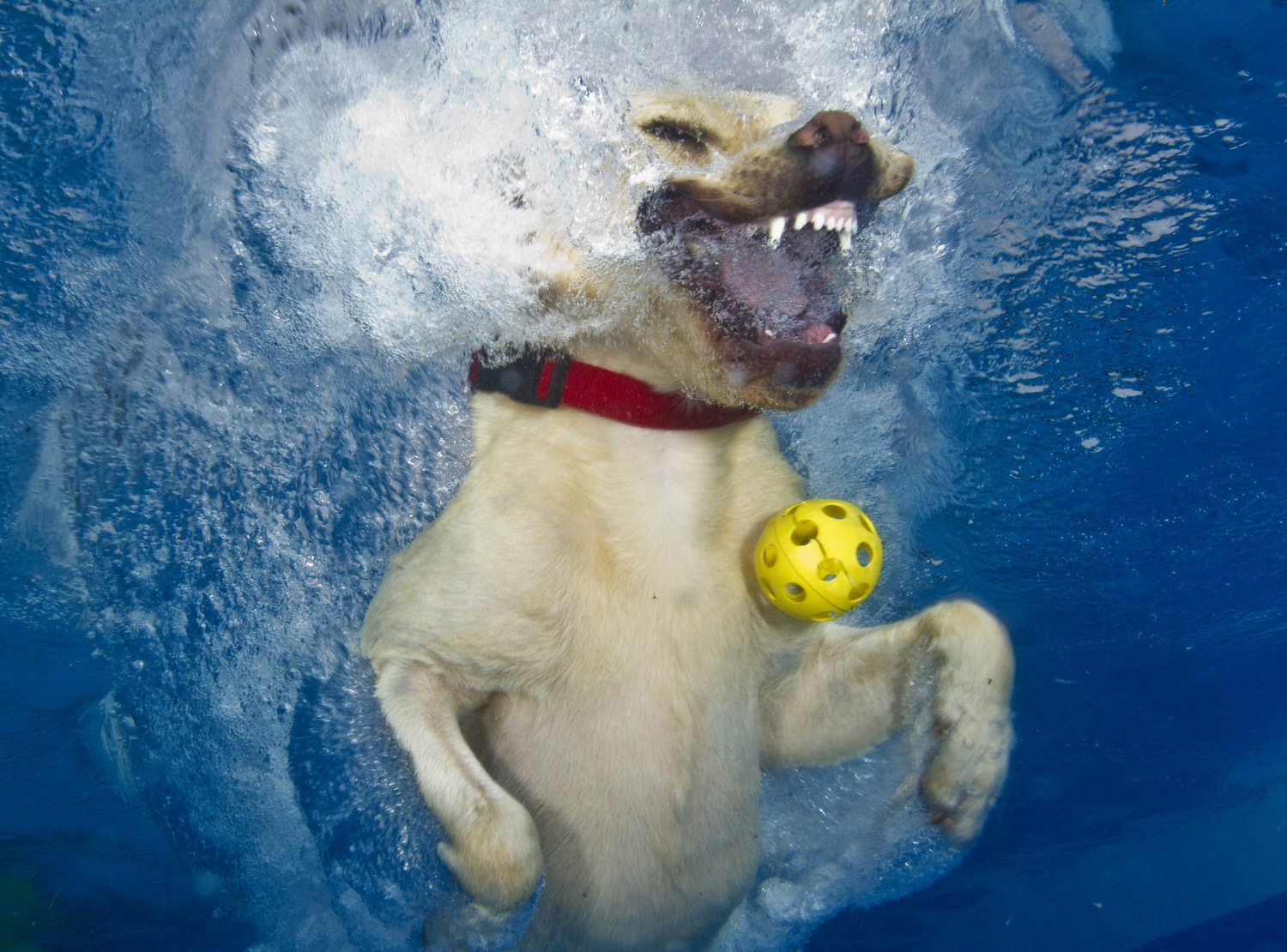 Underwater Video