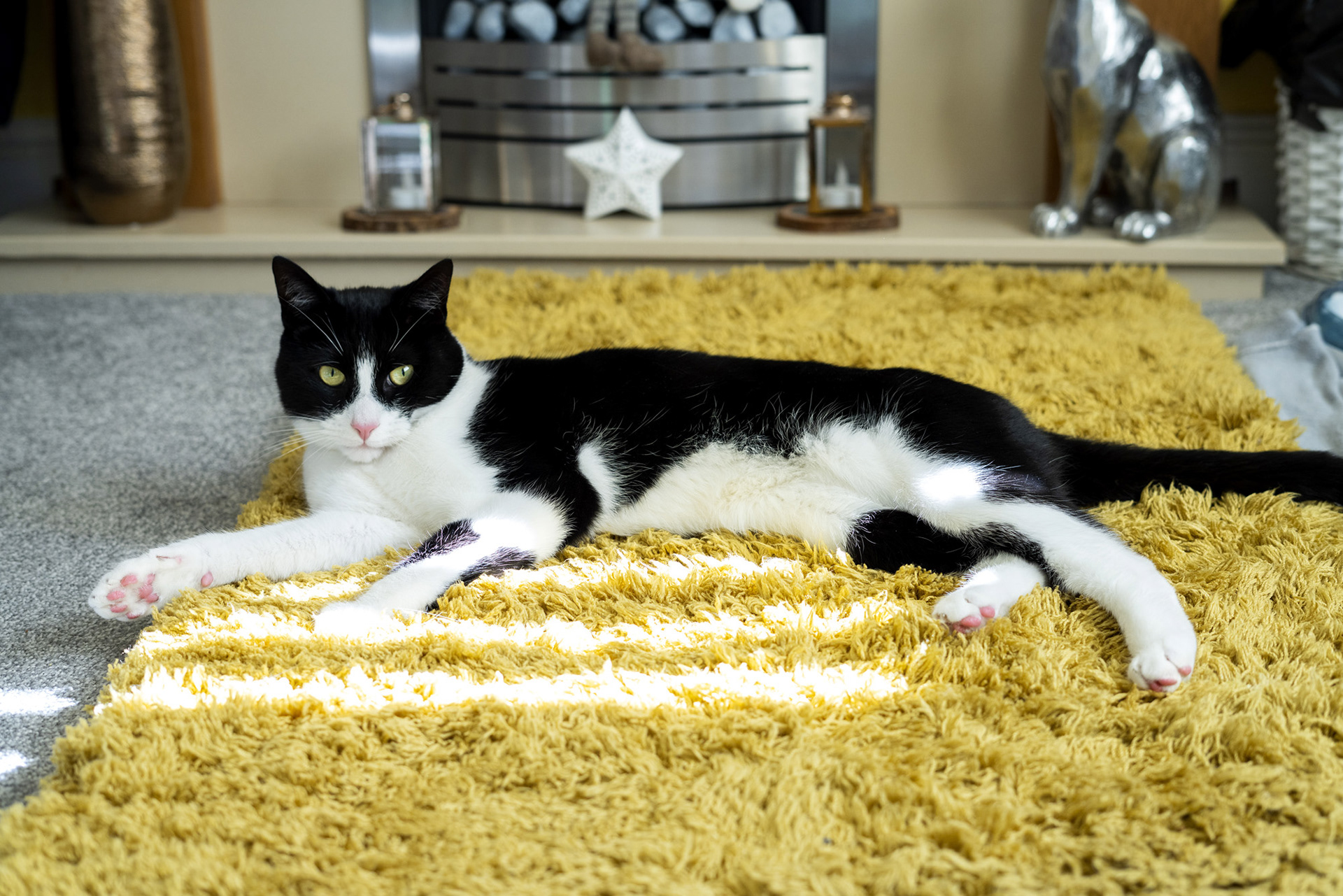 Cats Protection National Cat Awards Nominee Zebby. PA Media Assignments/Lucy Ray