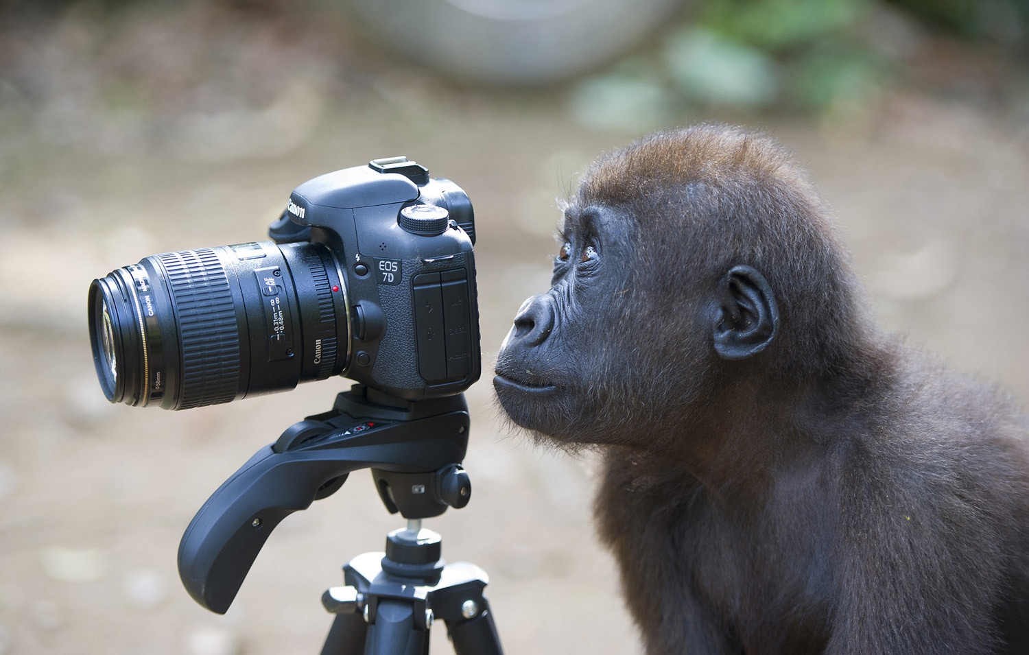ZSL Wildlife Photographer of the Year, Highly Commended
