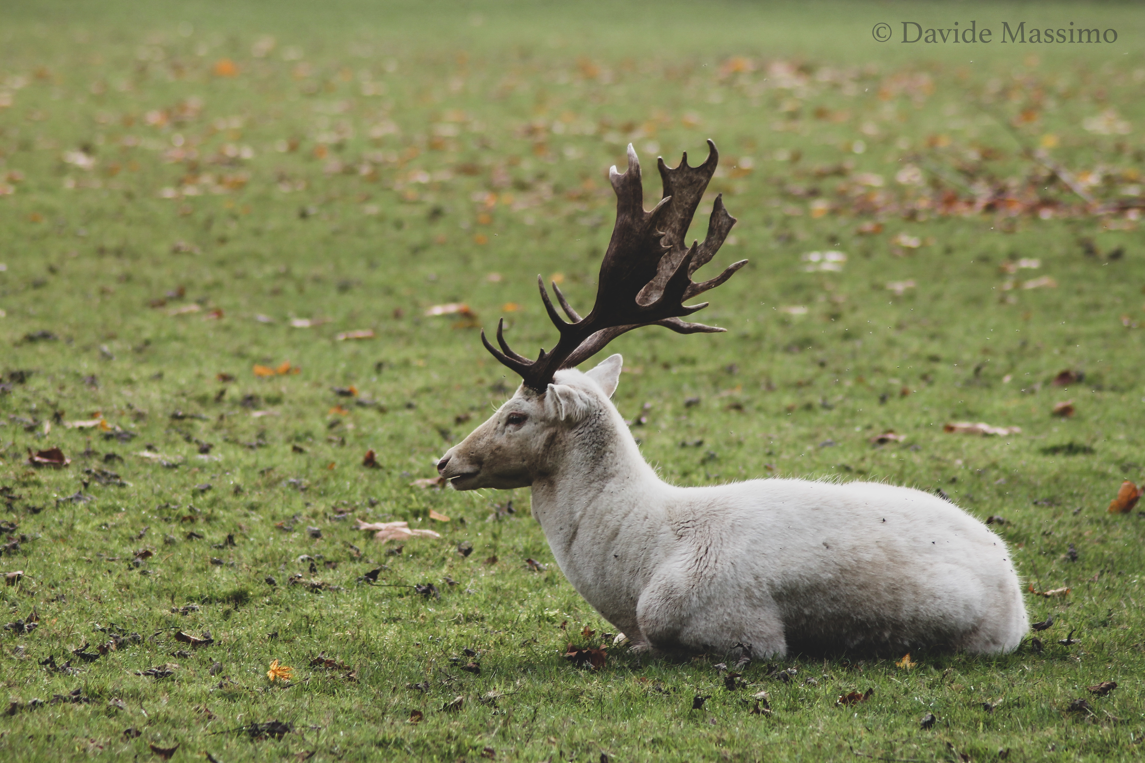 Magdalen College, Deer Park