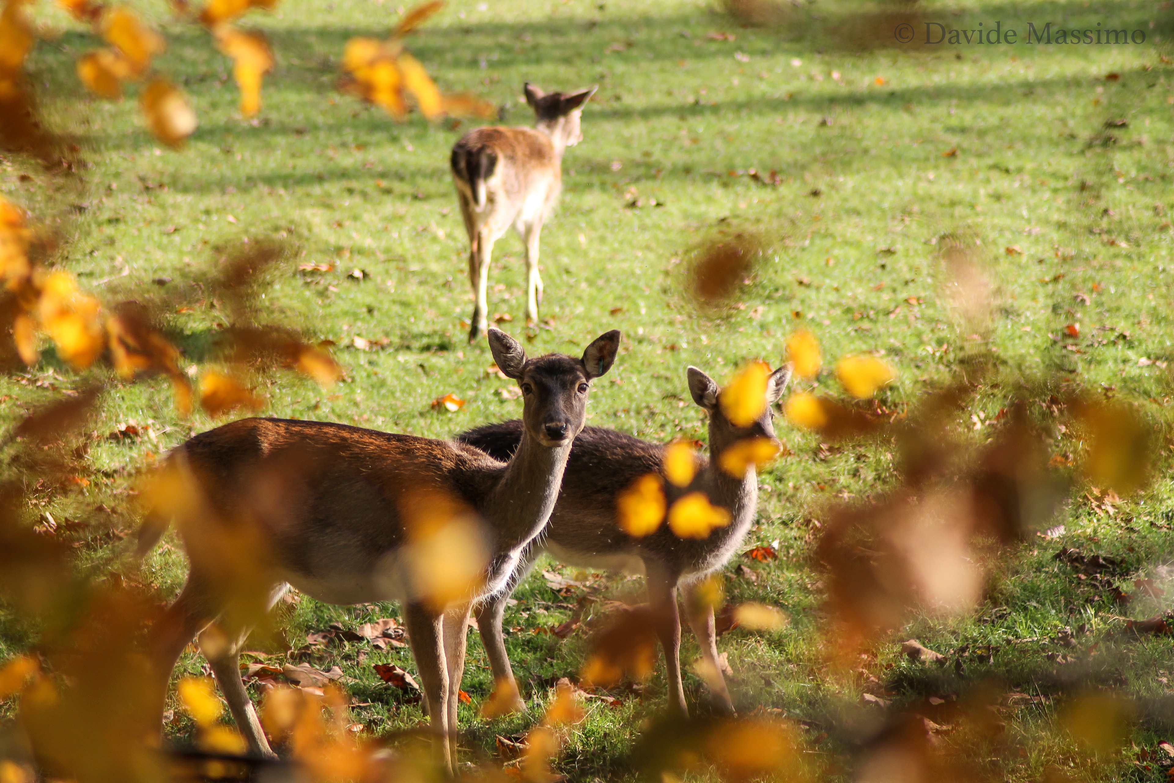 Magdalen College, Deer Park