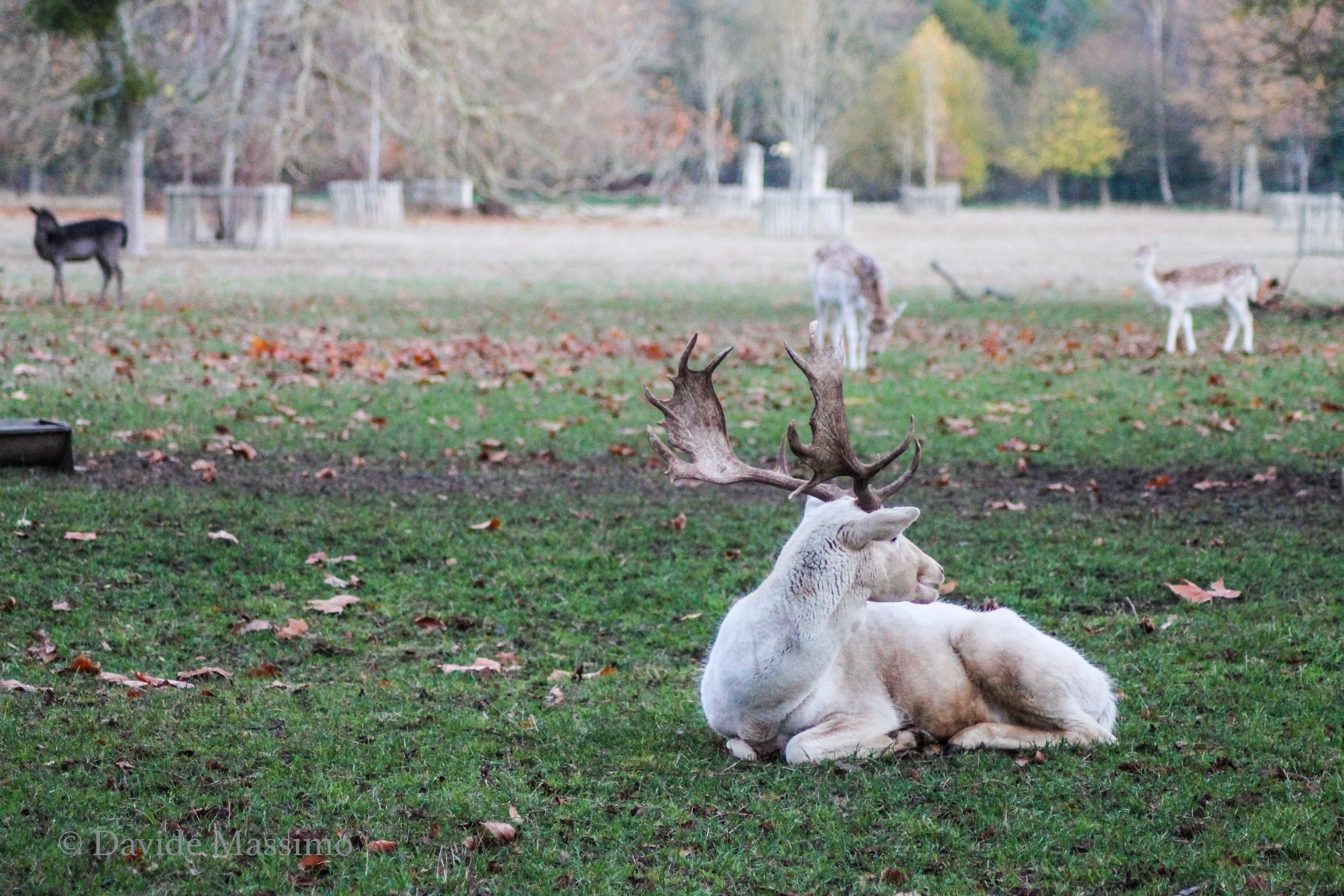 Magdalen College, Deer Park