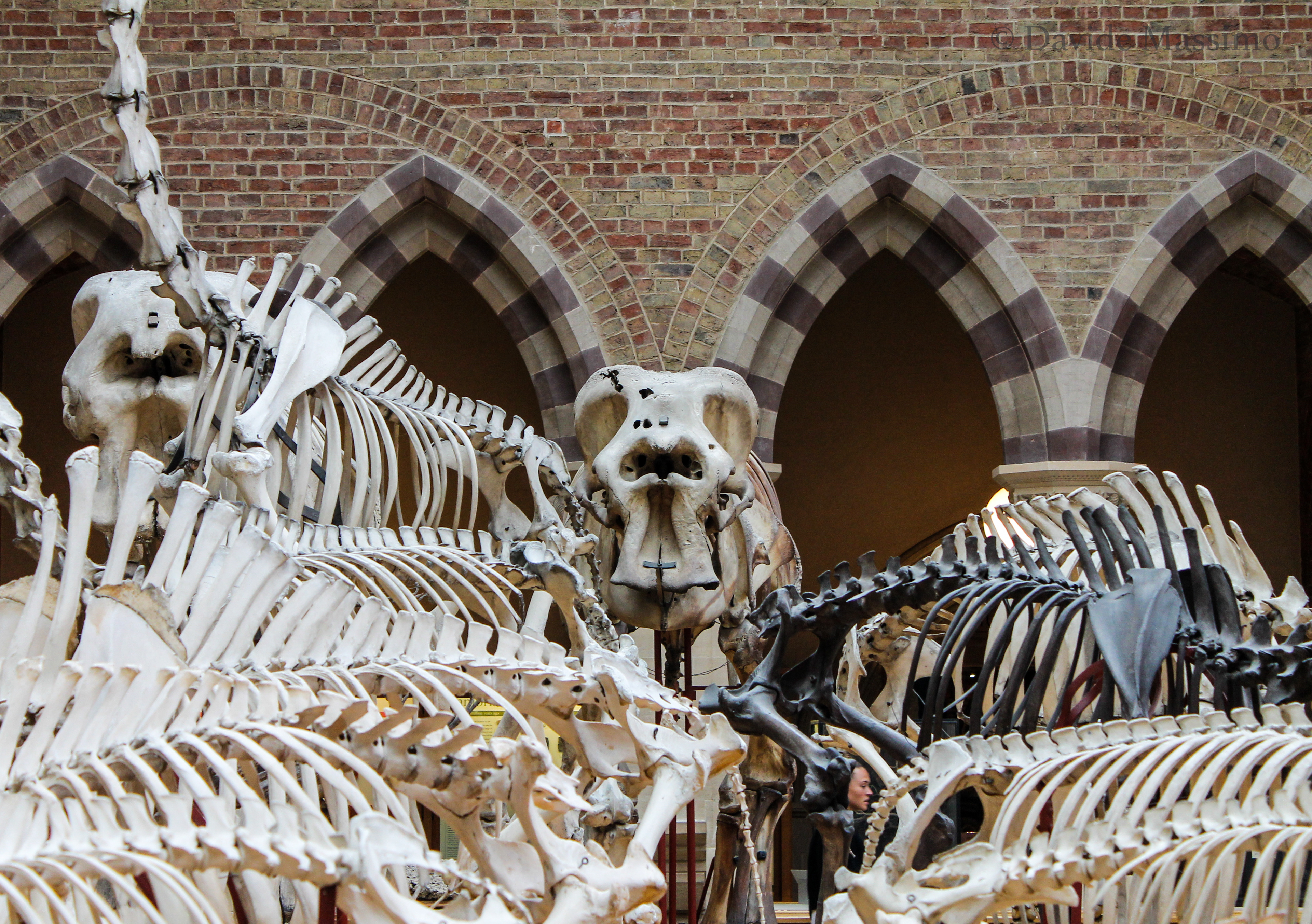 Pitt Rivers Museum, Oxford
