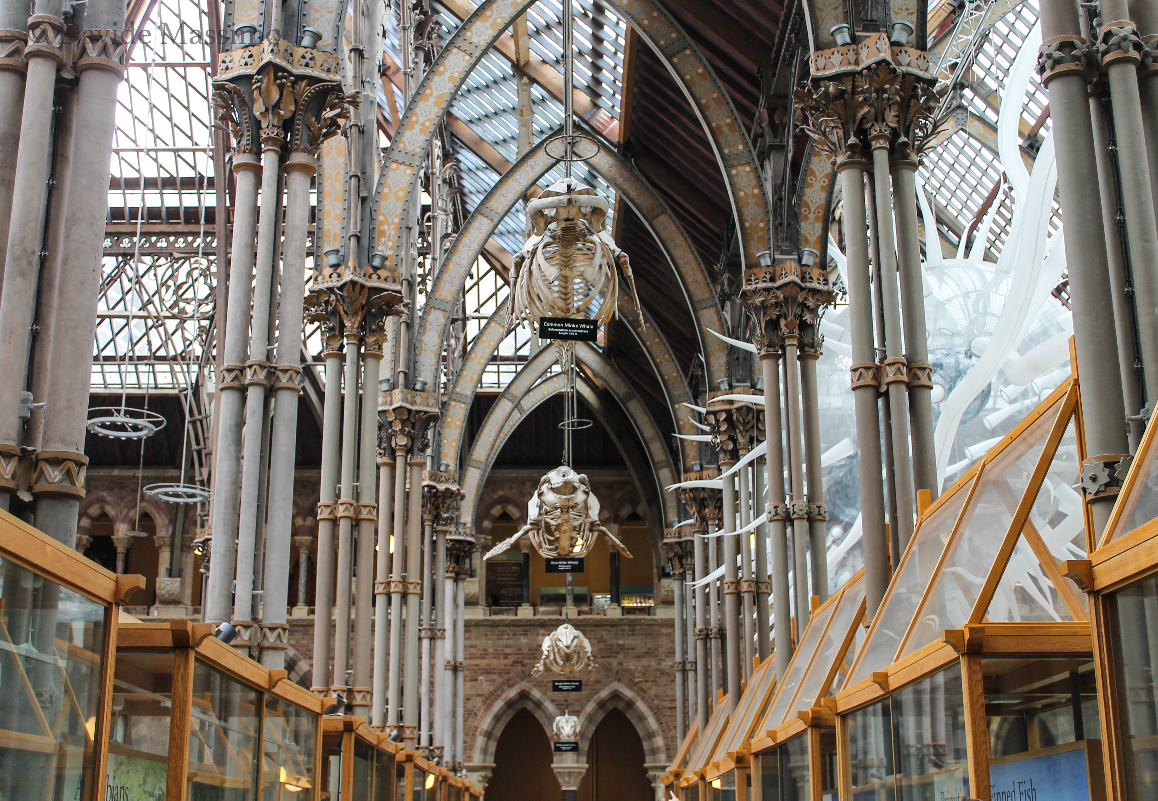 Pitt Rivers Museum, Oxford