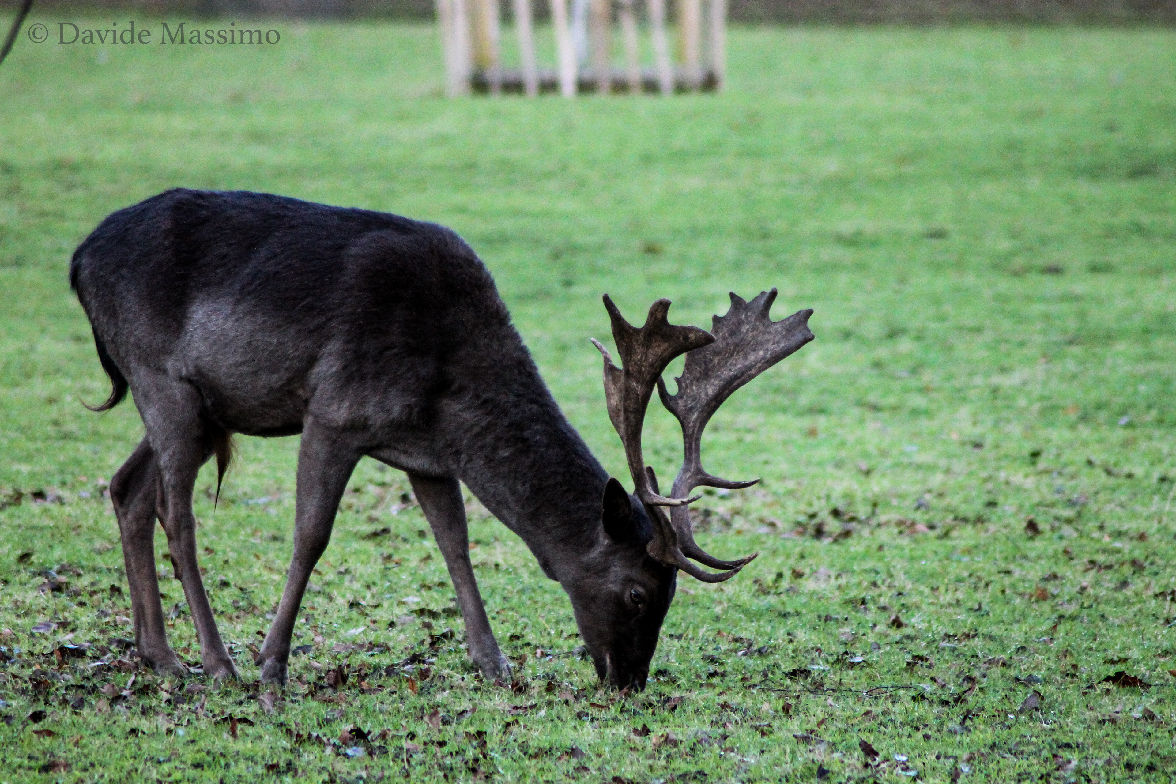 Magdalen College, Deer Park