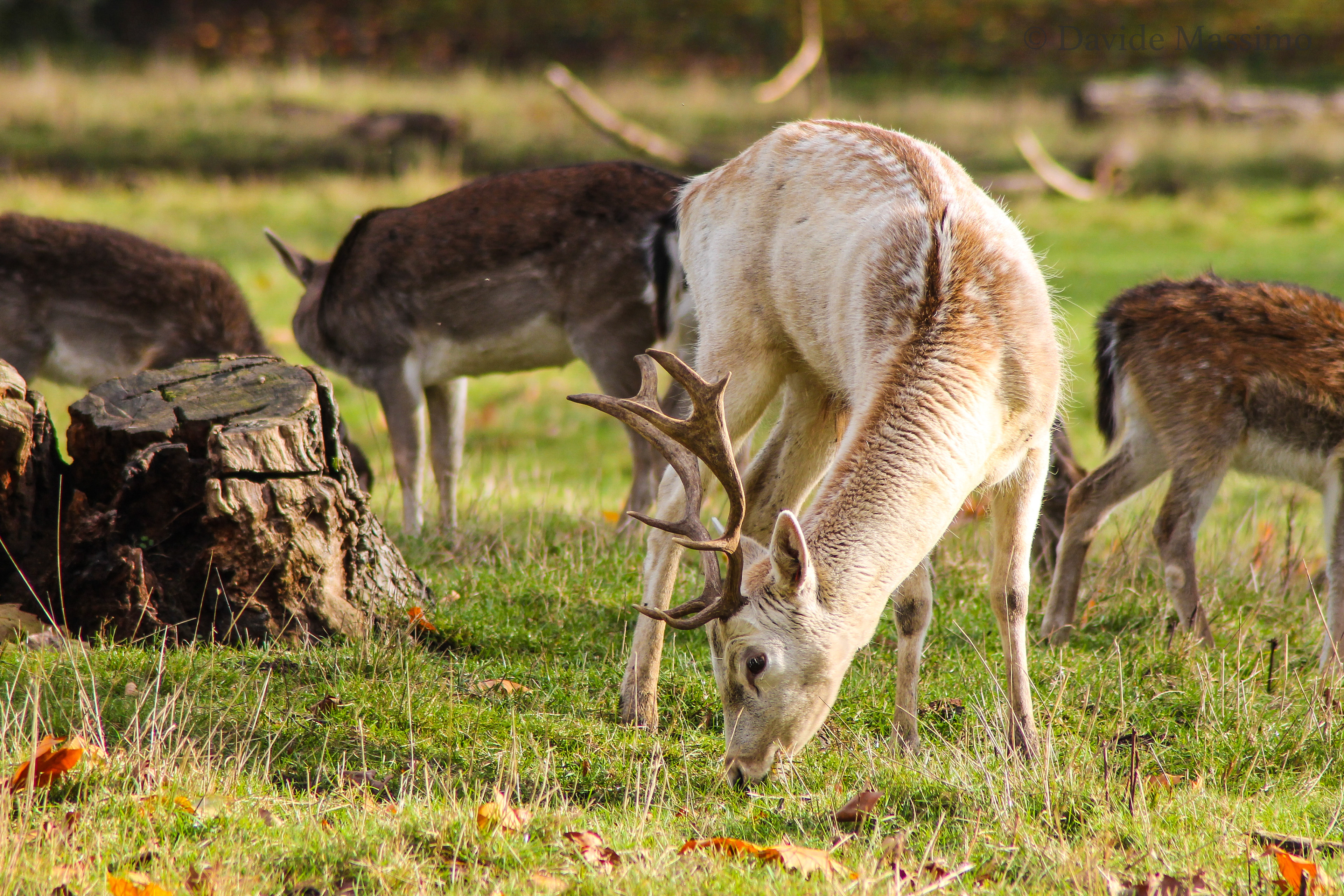 Magdalen College, Deer Park