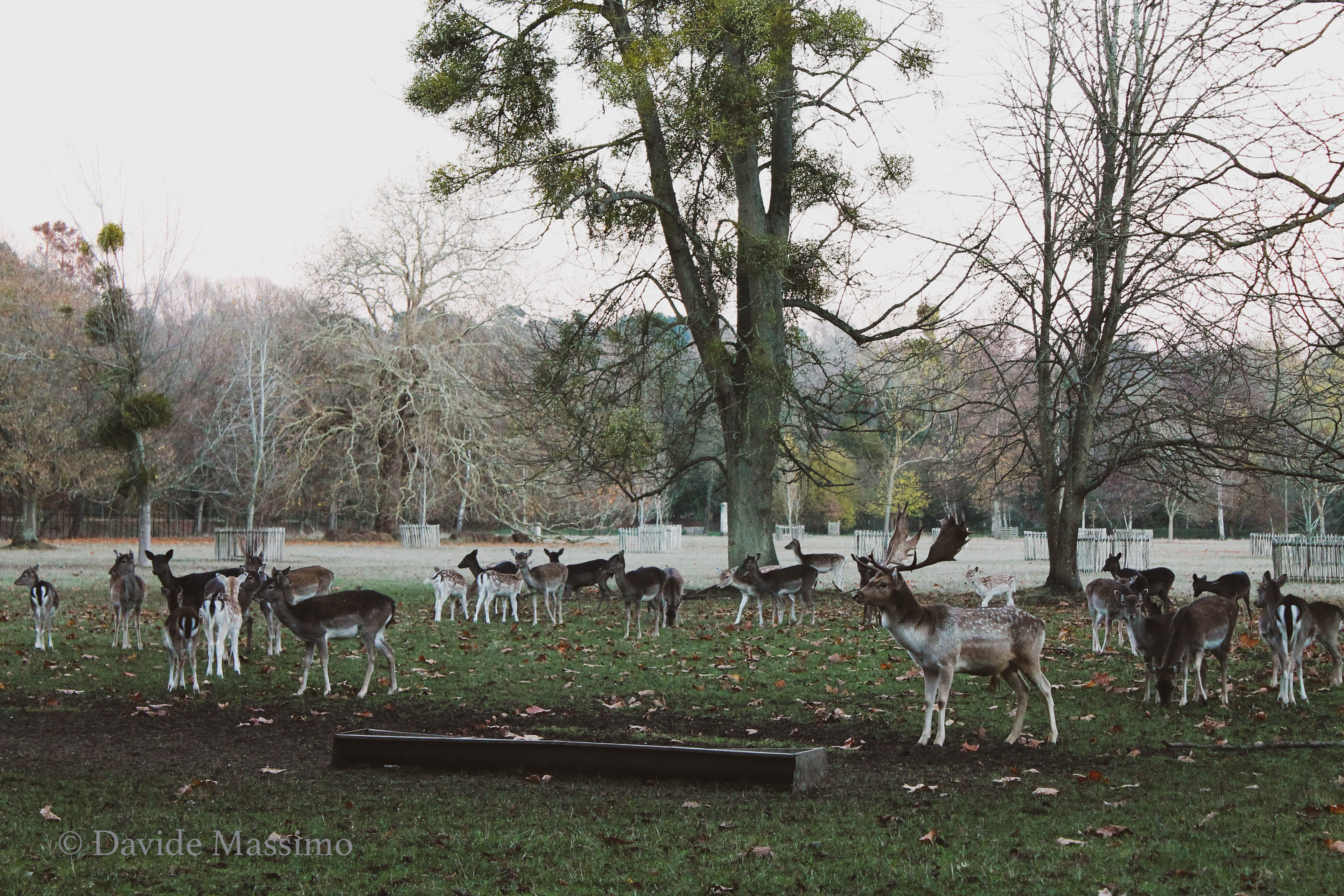 Magdalen College, Deer Park