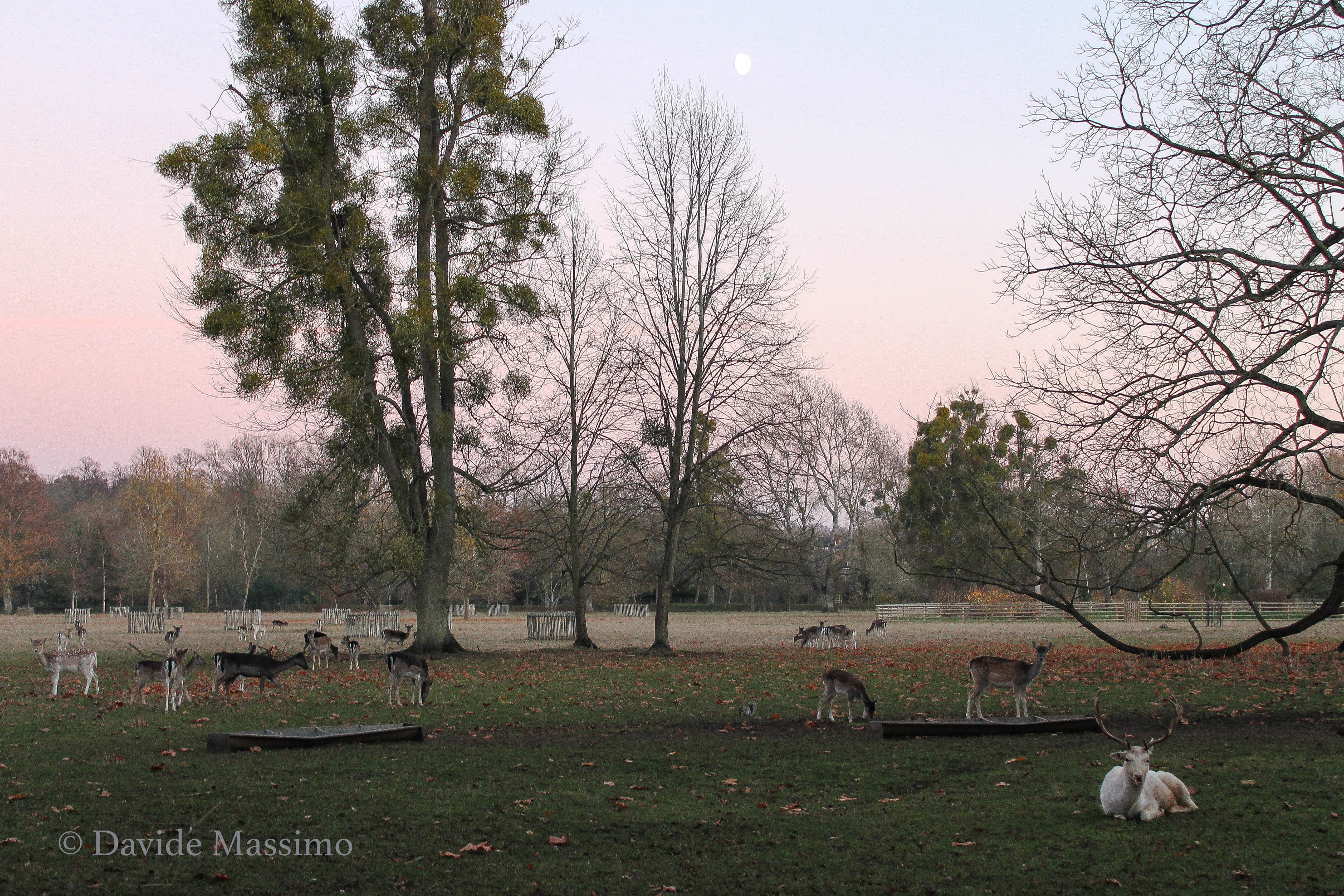 Magdalen College, Deer Park